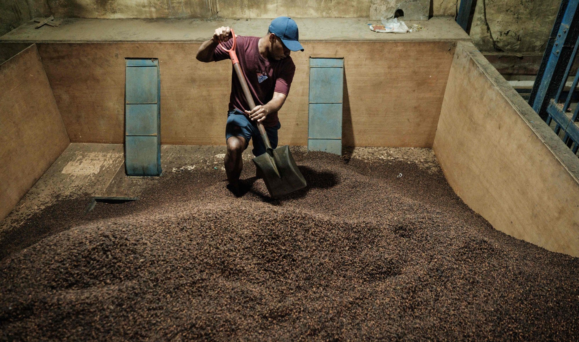 A worker shovels cloves into a sifting machine to remove impurities at a warehouse in Ternate. Photo: AFP A worker shovels cloves into a sifting machine to remove impurities at a warehouse in Ternate. Photo: AFP
