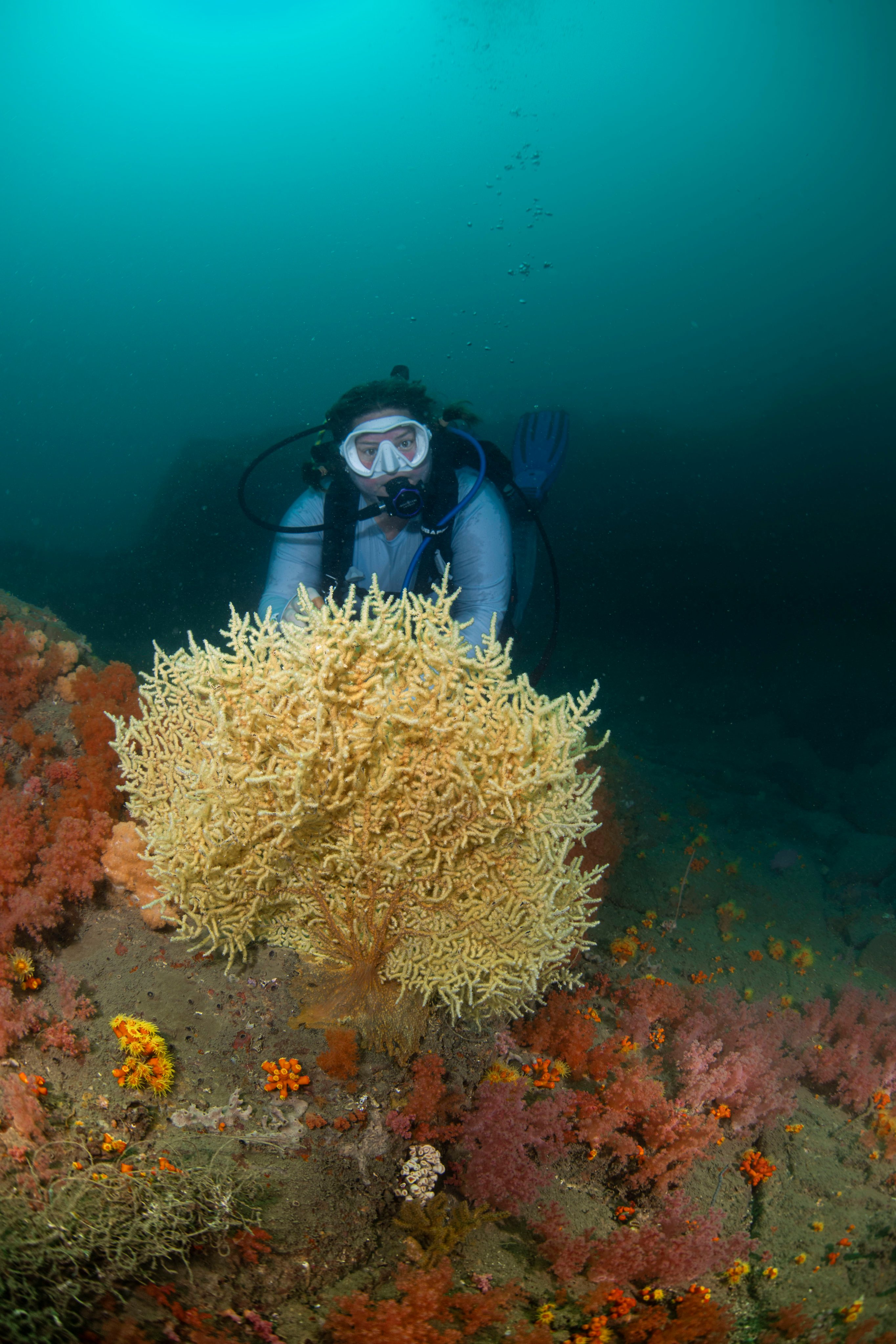 A diver views corals growing in Hong Kong waters Photo: Simon Lorenz