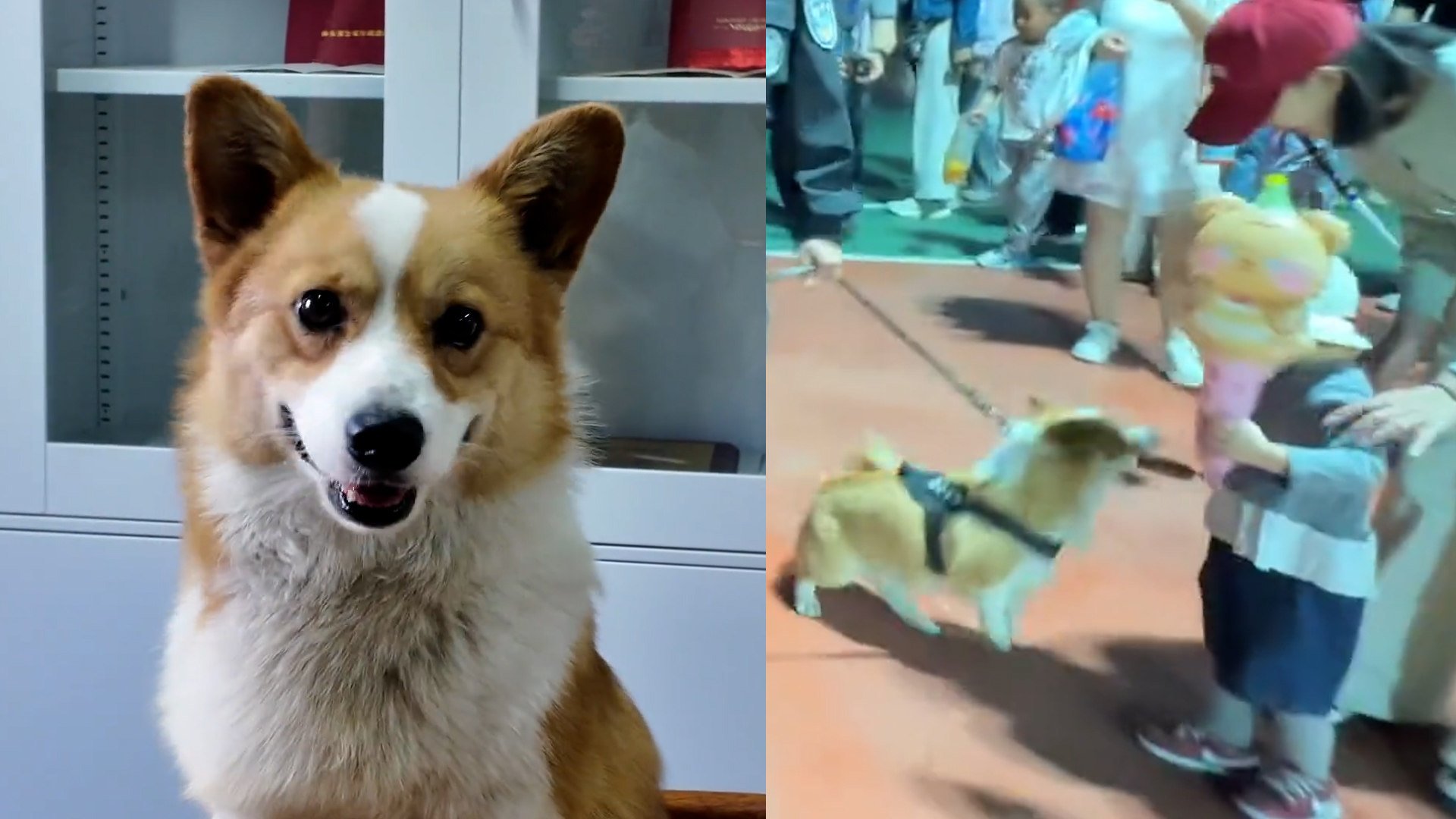 China’s police corgi caught stealing sausage during patrol