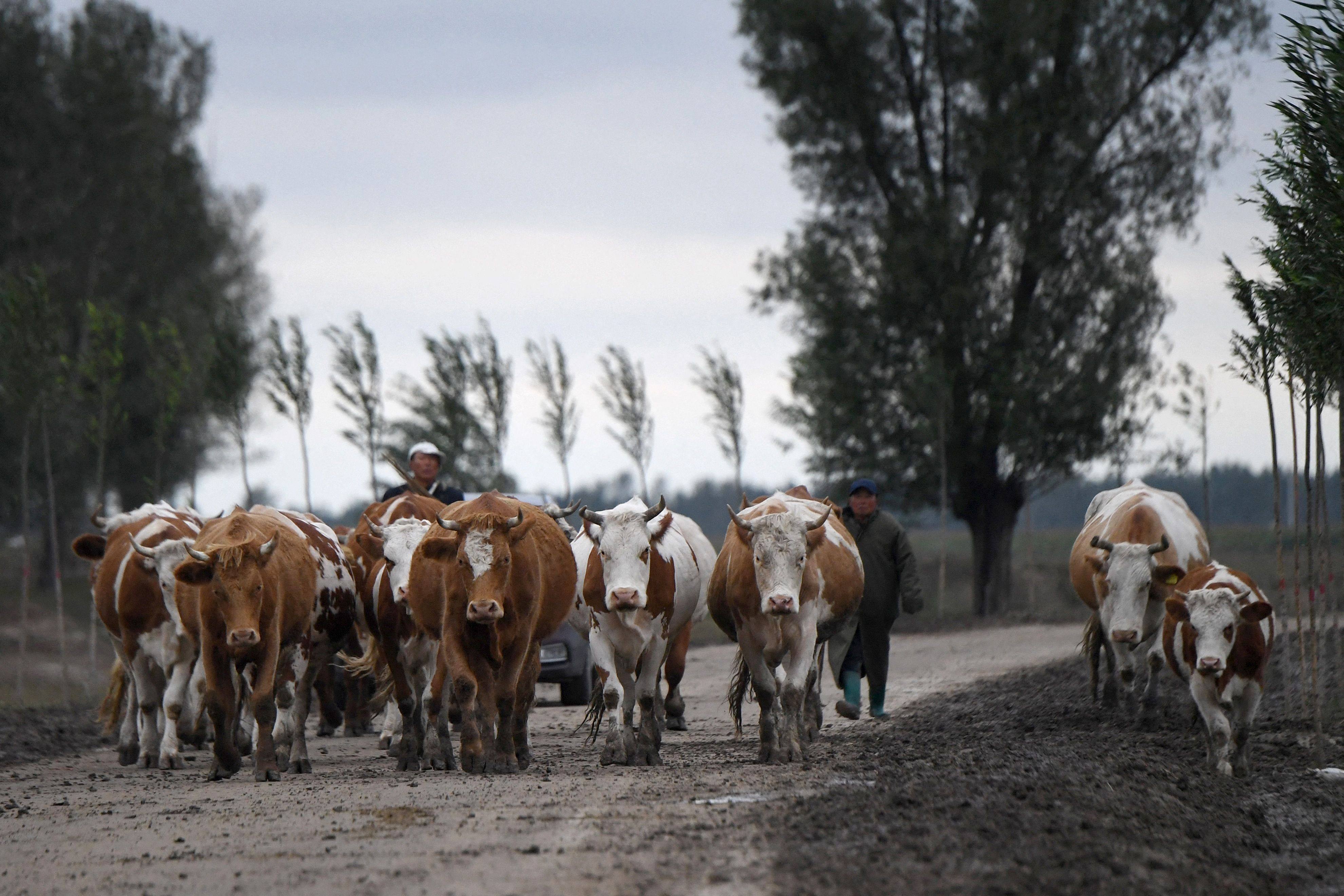 China has unveiled a plan to reduce the proportion of grain in its animal feed, part of efforts to enhance the security of its domestic supply. Photo: AFP