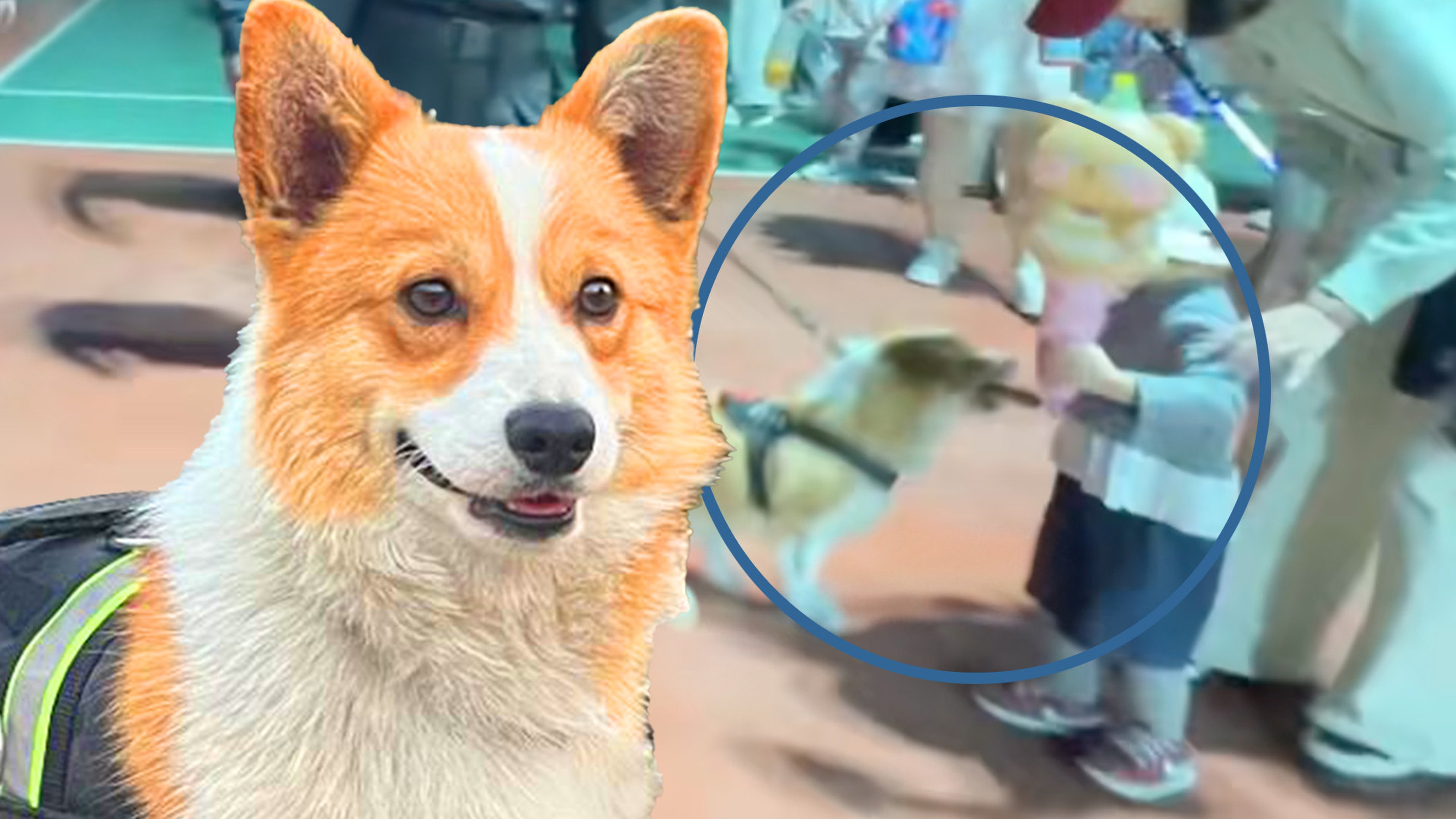 China’s first corgi police dog is in trouble again, this time for stealing a sausage from a child while on patrol. Photo: SCMP composite/Weibo/Douyin