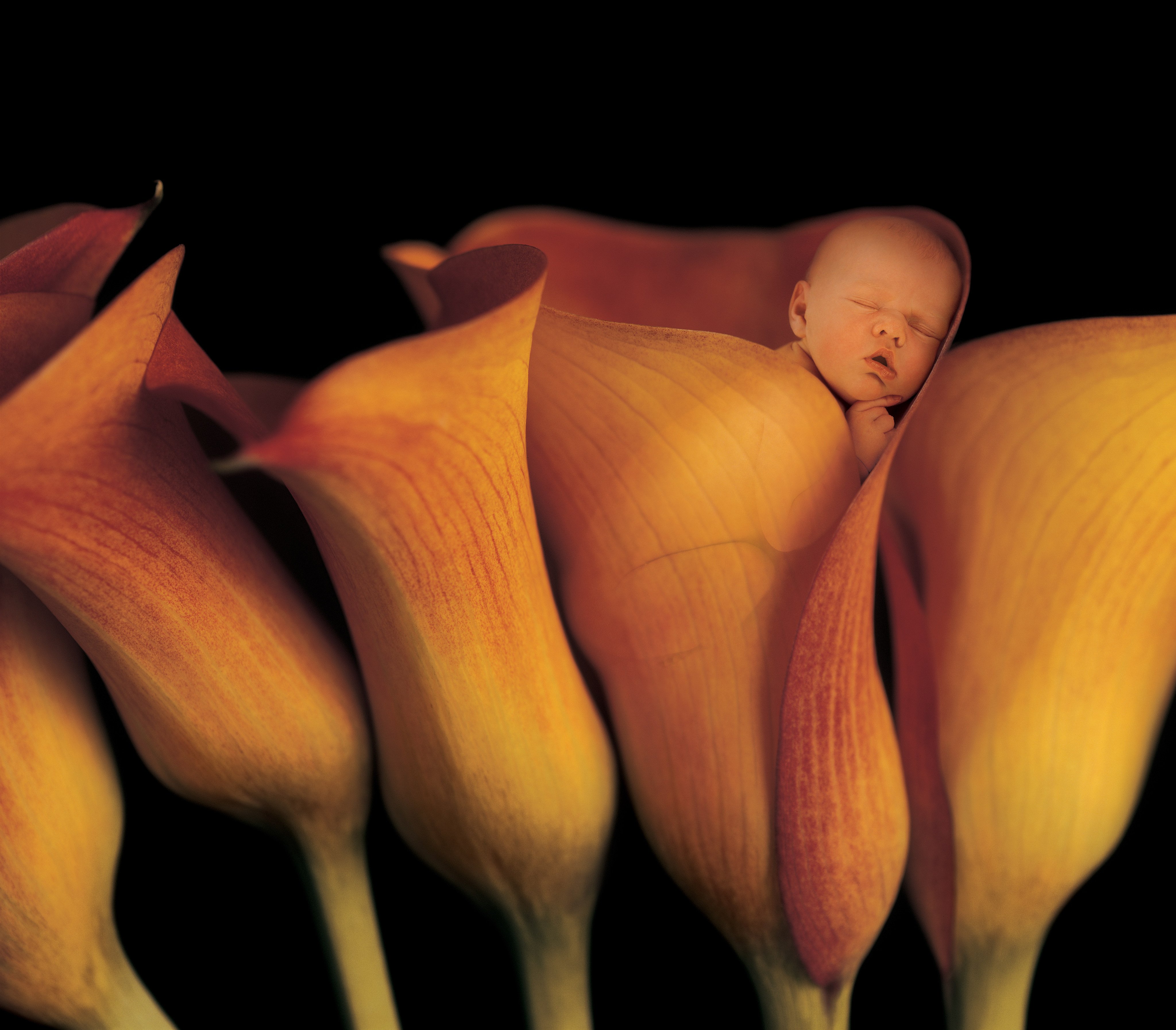 Anne Geddes often photographs pregnant women, newborns and small children, and her acclaimed work has led to collaborations including with Celine Dion and baby Dior. Photo: Anne Geddes