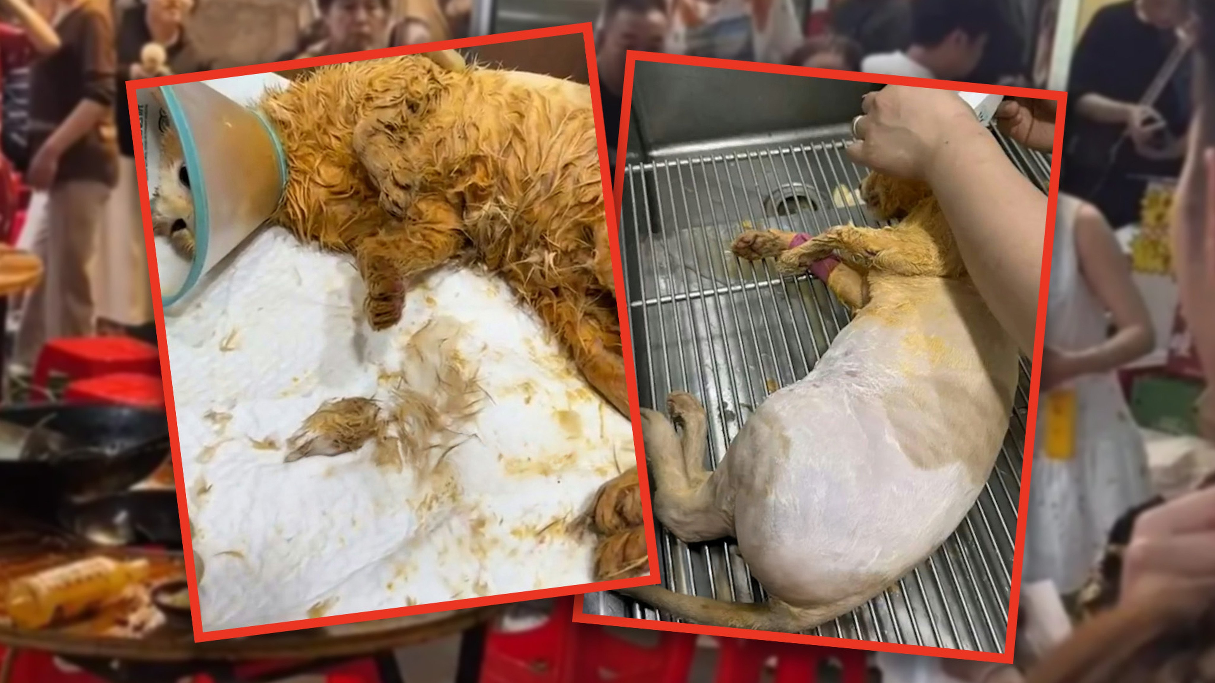 A cat in China that fell into a boiling pot of oil has succumbed to its injuries after days of treatment paid for by the restaurant’s owner. Photo: SCMP composite/Douyin