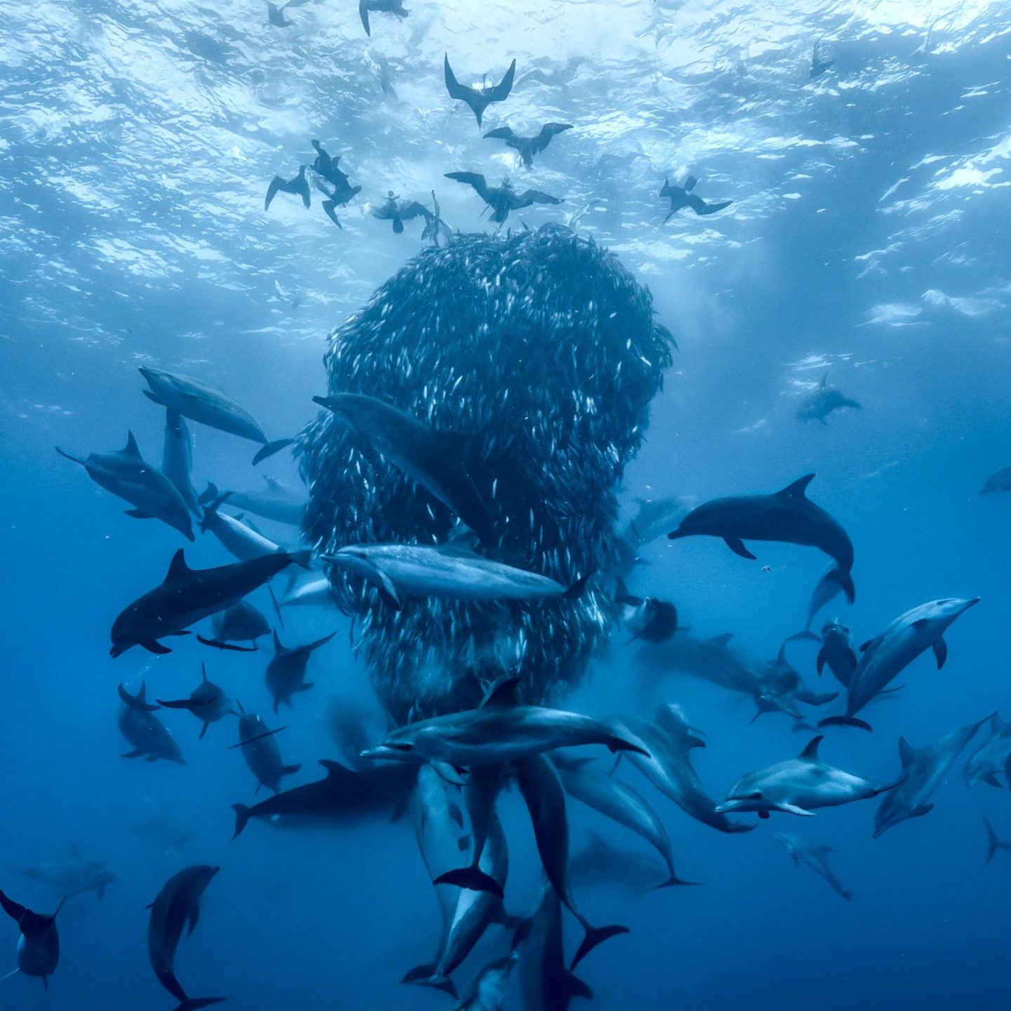 A still from Ocean with David Attenborough, which will be released in cinemas on May 8 and on the National Geographic TV network on June 7, followed by Disney+ and Hulu on June 8, which is also World Ocean Day. Photo: Instagram/silverback_films