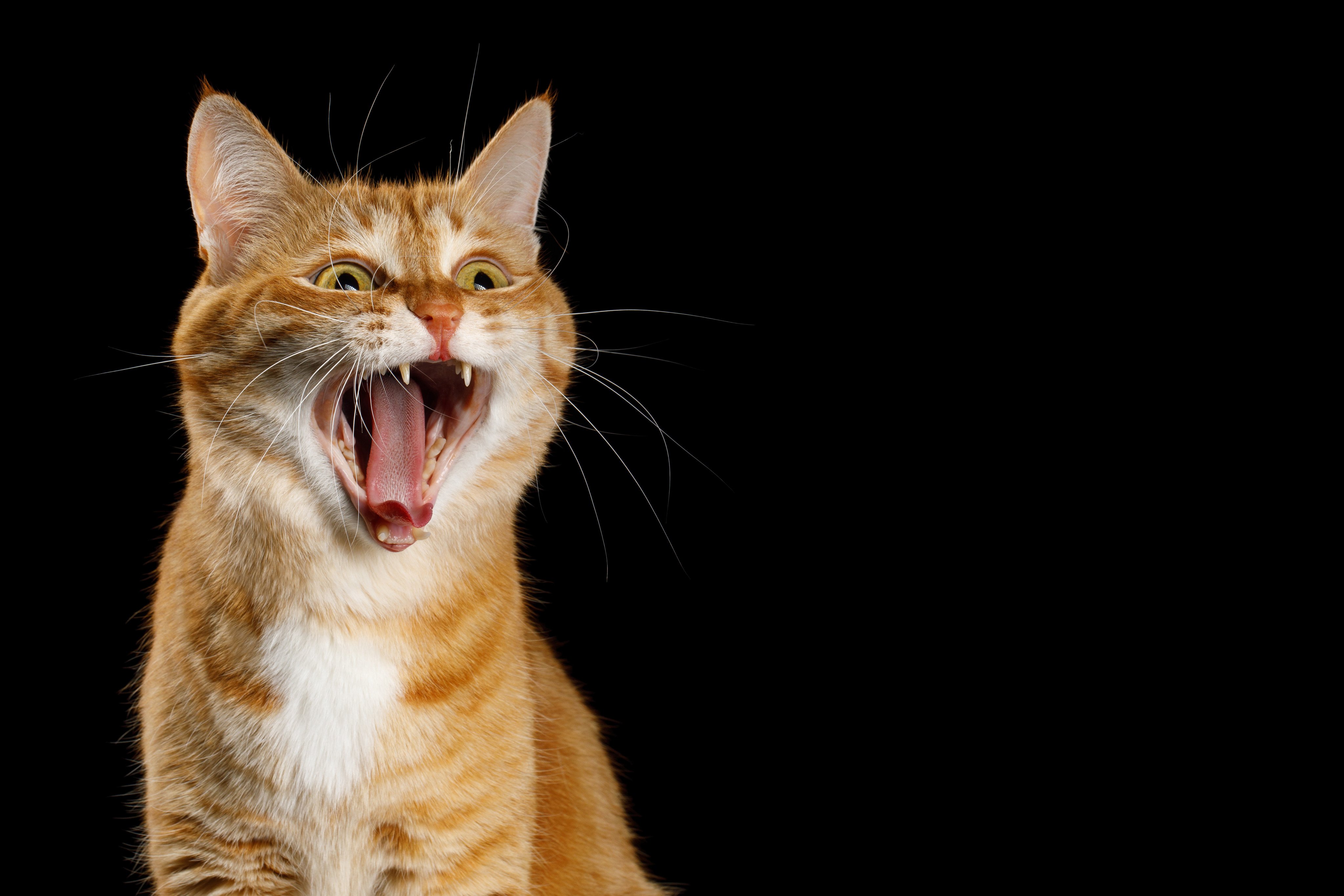 Baidu has not said how it plans to use its AI tech for translating animal sounds to words. Photo: Shutterstock