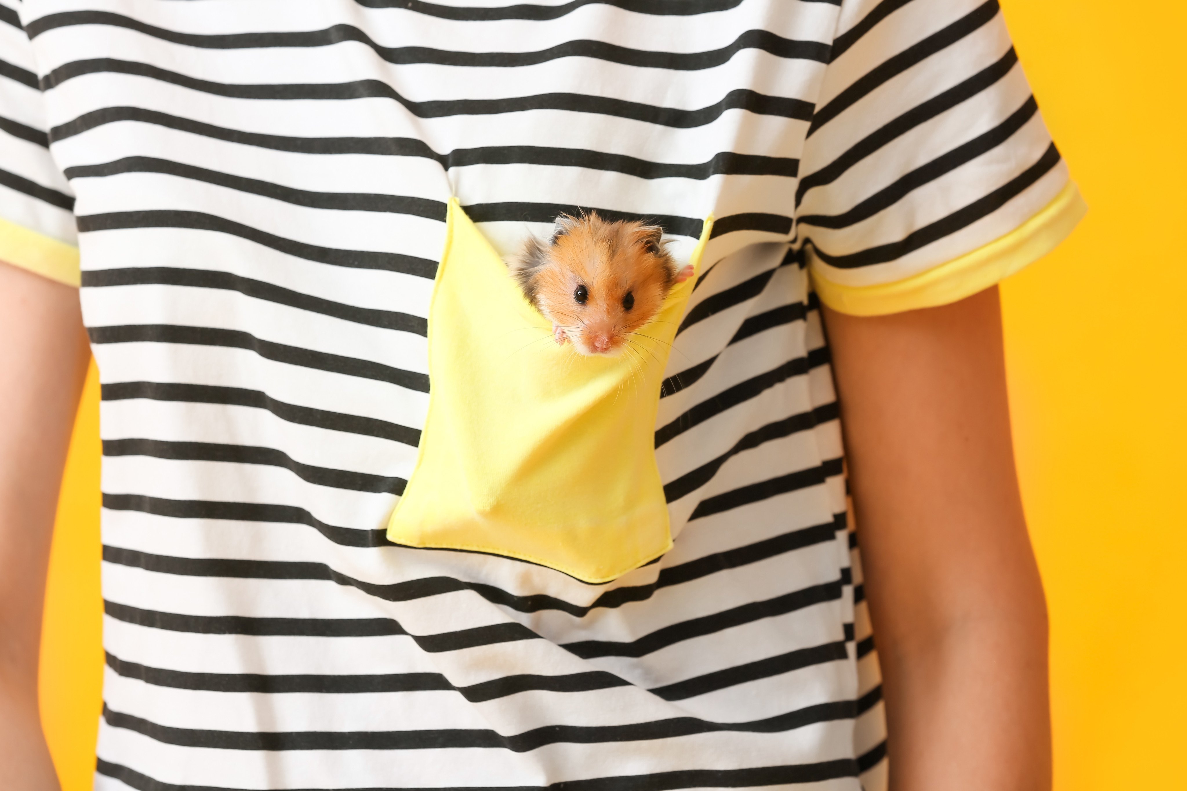 Hamsters need plenty of activity so they don’t get bored. Photo: Shutterstock