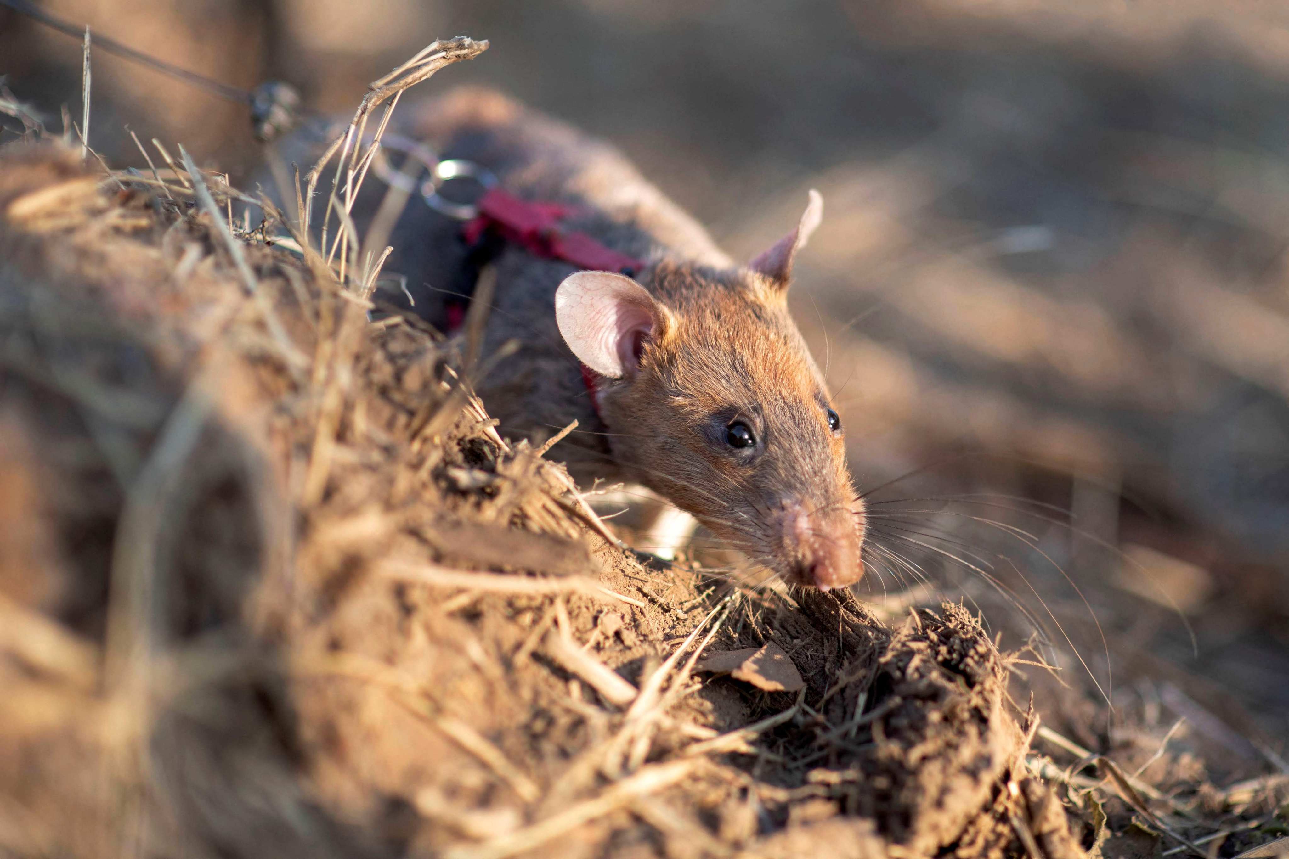Hero rat Ronin sets a record in Cambodia, detecting 109 landmines. Photo: AFP