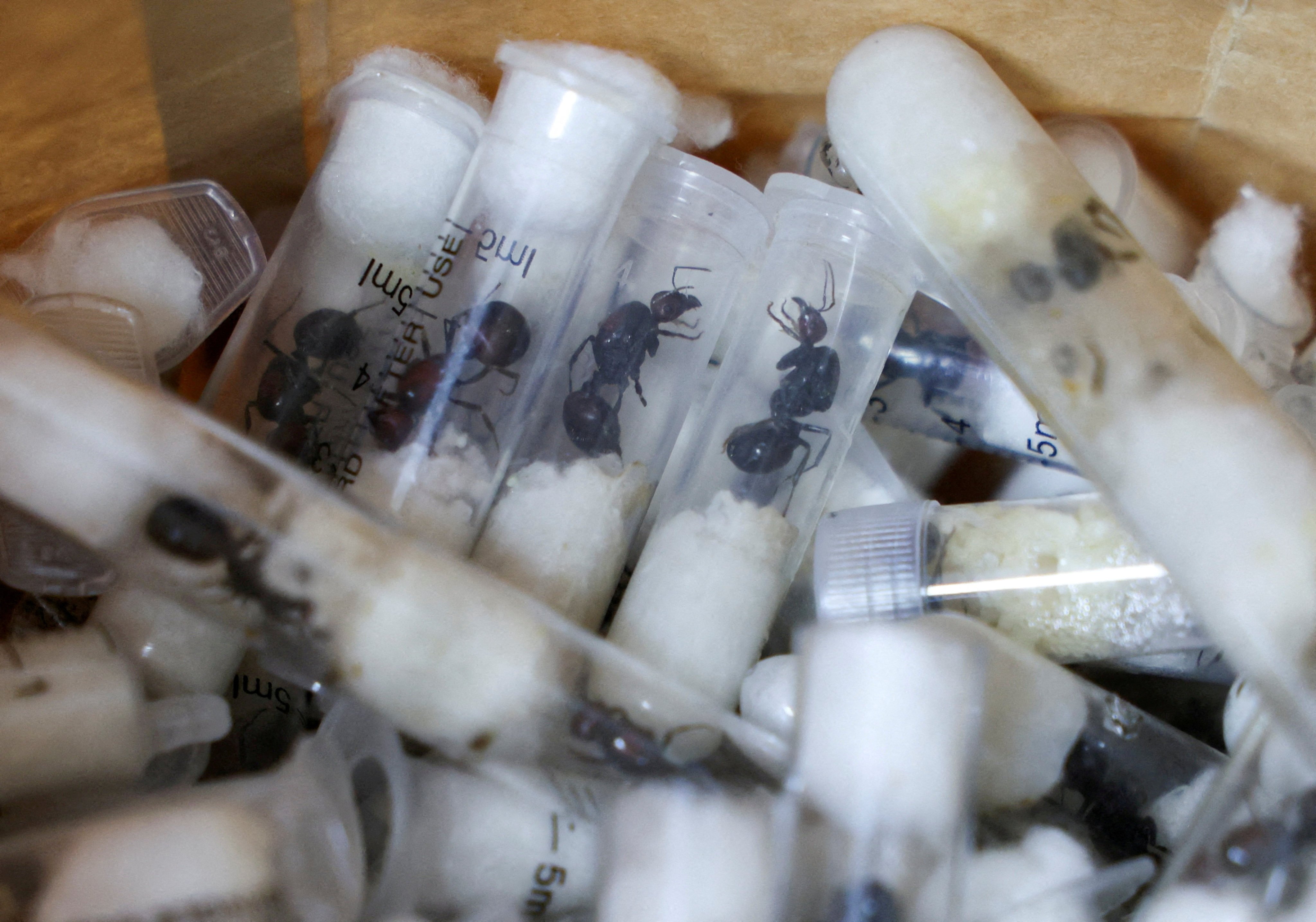 Samples of garden ants concealed in syringes are presented to court at the Jomo Kenyatta International Airport Law Courts in Nairobi, Kenya on April 15, 2025. Photo: Reuters