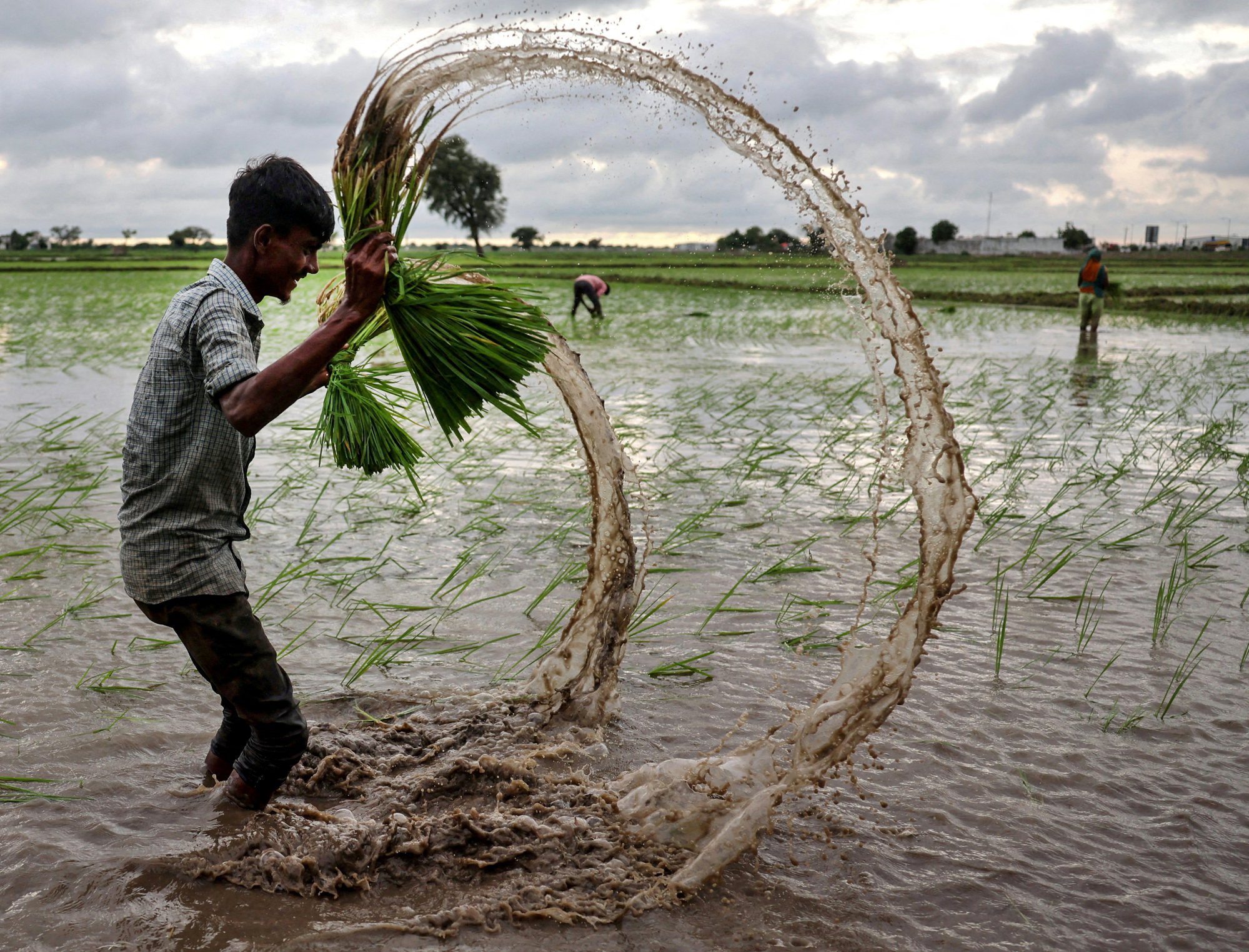 A farm labourer prepares to plant rice saplings in a field on the outskirts of Ahmedabad, India. Photo: Reuters A farm labourer prepares to plant rice saplings in a field on the outskirts of Ahmedabad, India. Photo: Reuters