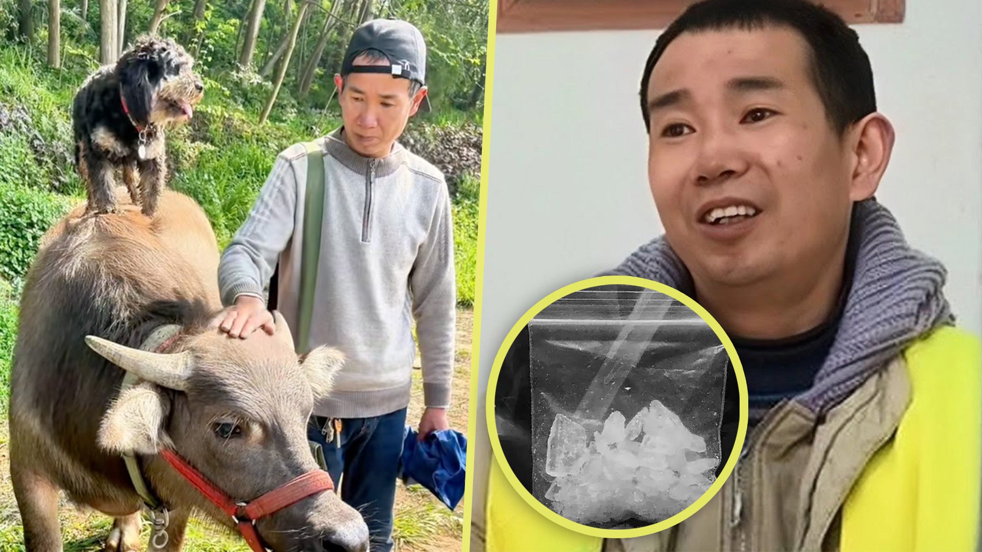An influencer in China known for his raising cattle videos has been exposed as an ex-convict, sparking mixed reactions online. Photo: SCMP composite/YouTube/Baidu/Douyin