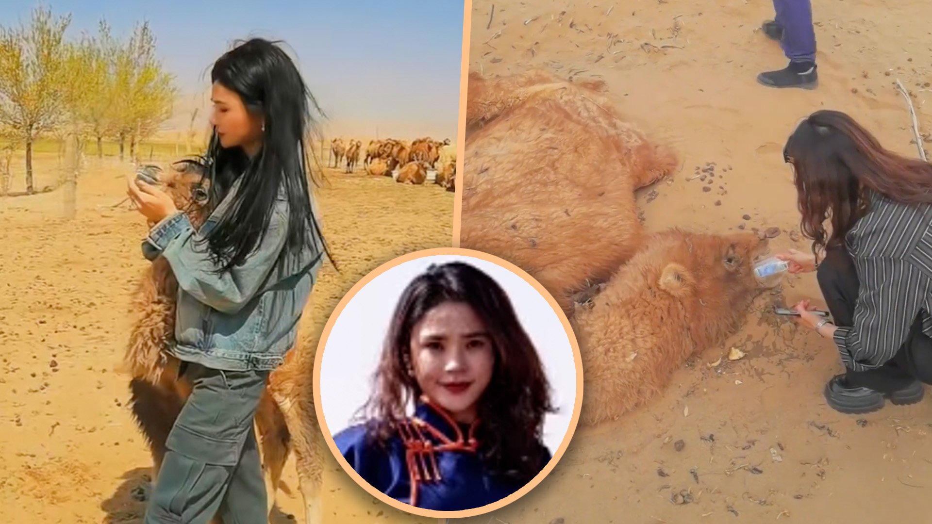 A Chinese woman has been showered with praise online for giving first aid to a dehydrated camel in an Inner Mongolian desert.
Photo: SCMP composite/Douyin
