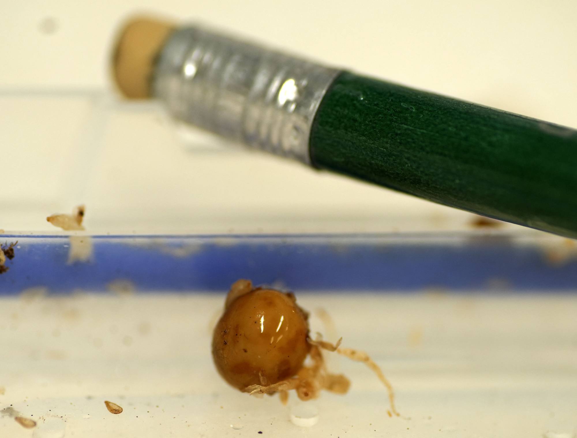 An egg laid by a Mount Augustus snail through its neck in Hokitika, New Zealand. Photo: New Zealand Department of Conservation/AFP An egg laid by a Mount Augustus snail through its neck in Hokitika, New Zealand. Photo: New Zealand Department of Conservation/AFP