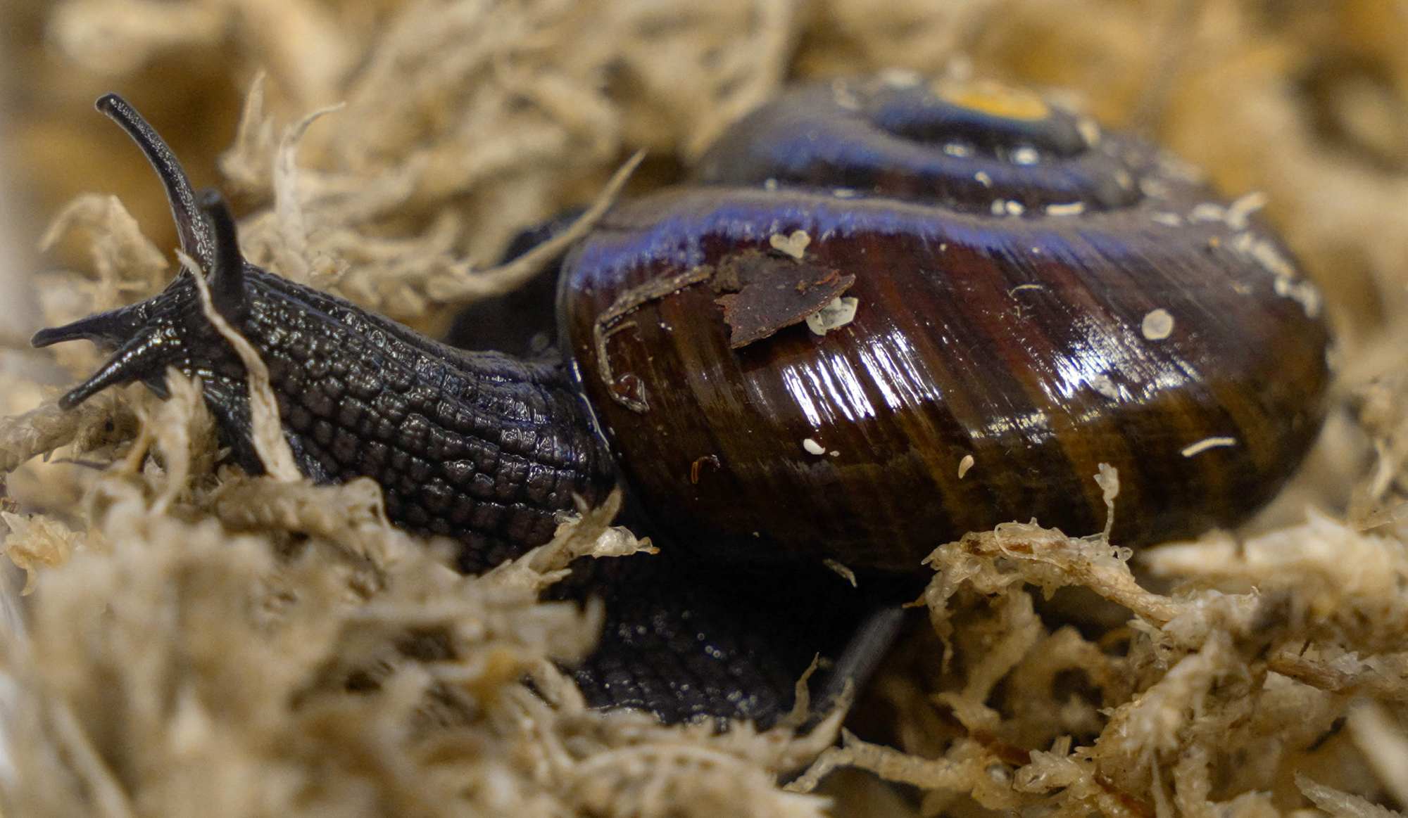 A Mount Augustus snail laying an egg through its neck in Hokitika, New Zealand. Photo: New Zealand Department of Conservation/AFP A Mount Augustus snail laying an egg through its neck in Hokitika, New Zealand. Photo: New Zealand Department of Conservation/AFP