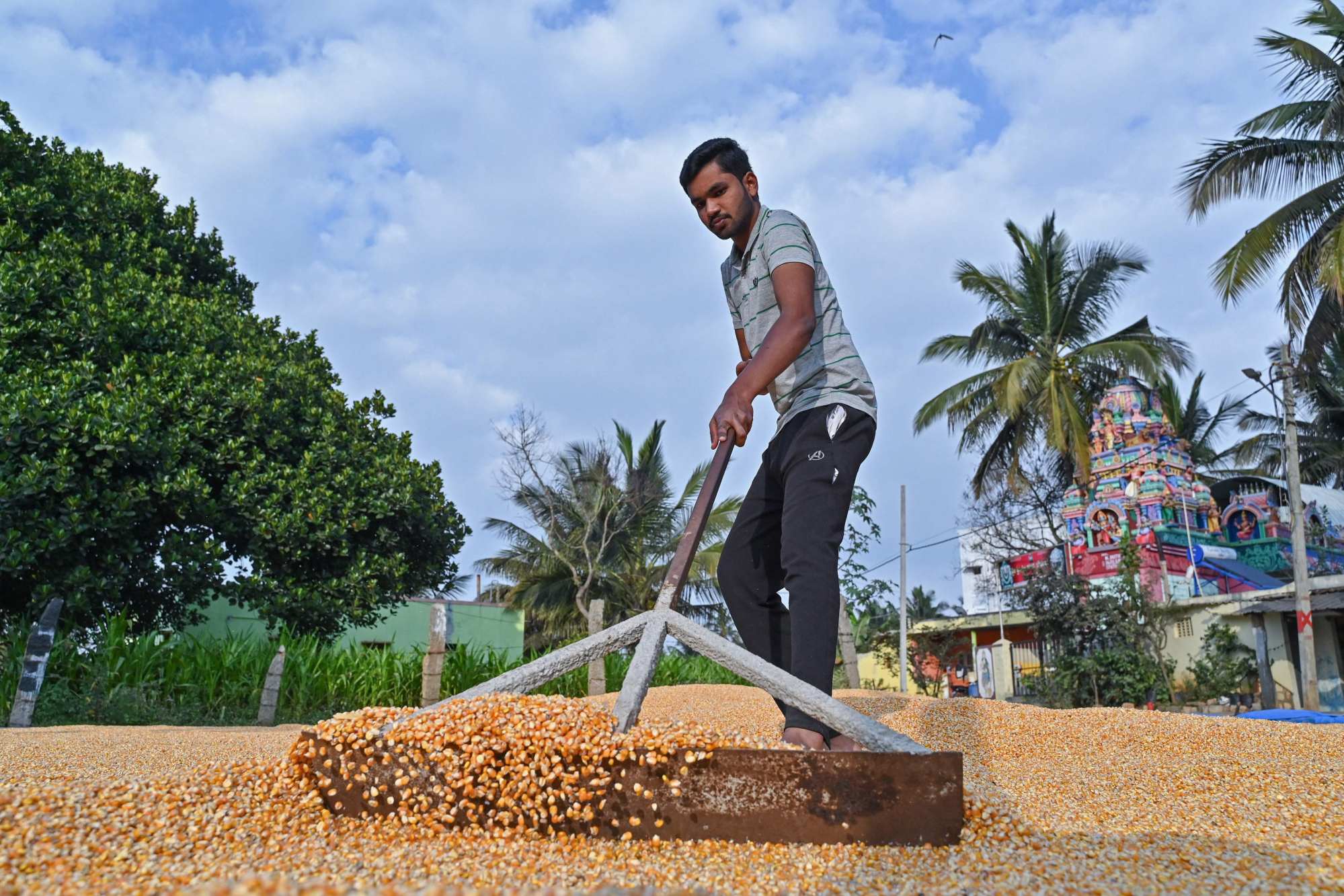A farmer spreads corn kernels for drying after husking on the outskirts of Bengaluru. Photo: AFP A farmer spreads corn kernels for drying after husking on the outskirts of Bengaluru. Photo: AFP