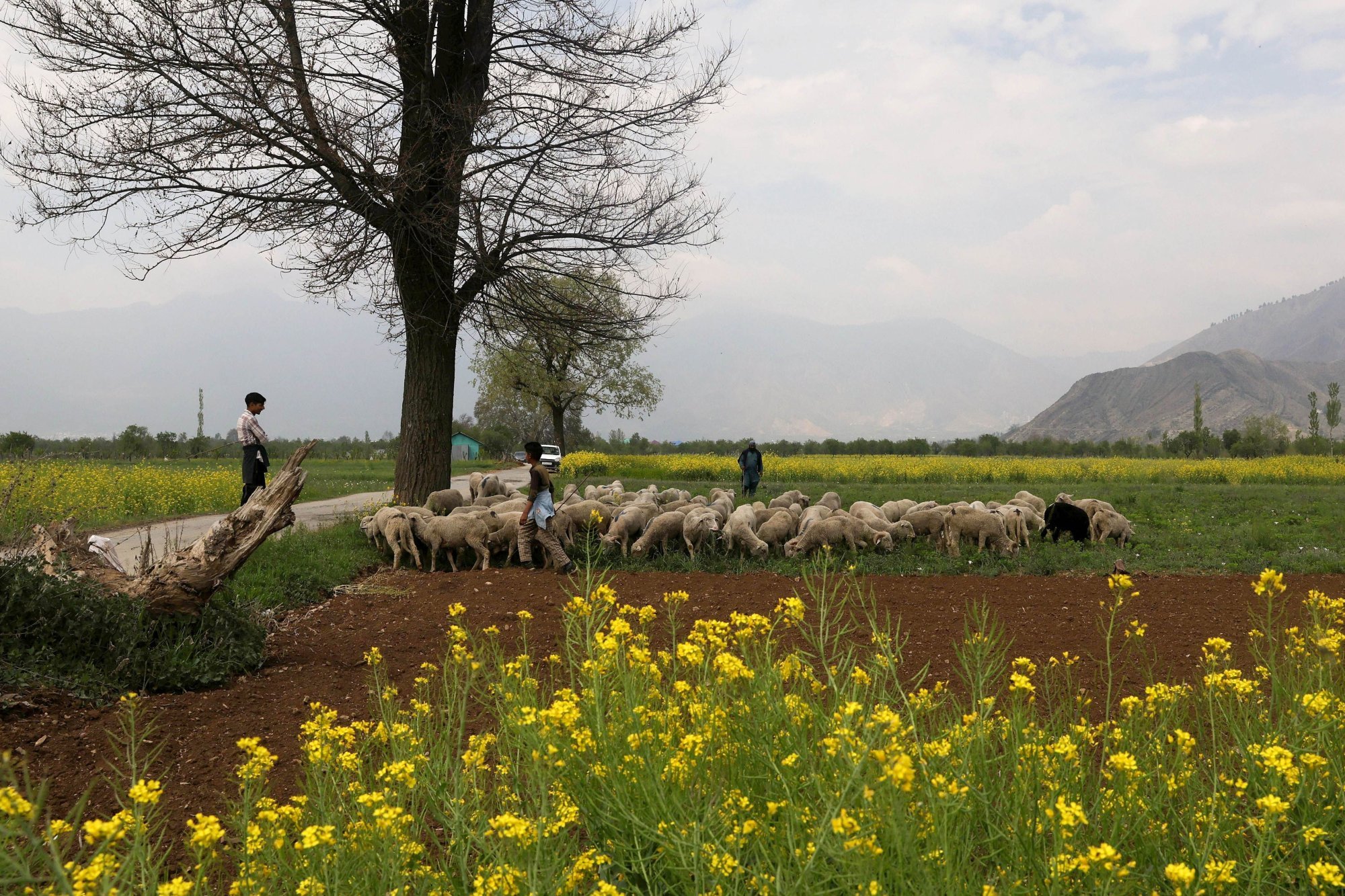 Kashmiri shepherds tend to their sheep near a mustard field in Pampore, India, in April. Photo: EPA-EFE Kashmiri shepherds tend to their sheep near a mustard field in Pampore, India, in April. Photo: EPA-EFE