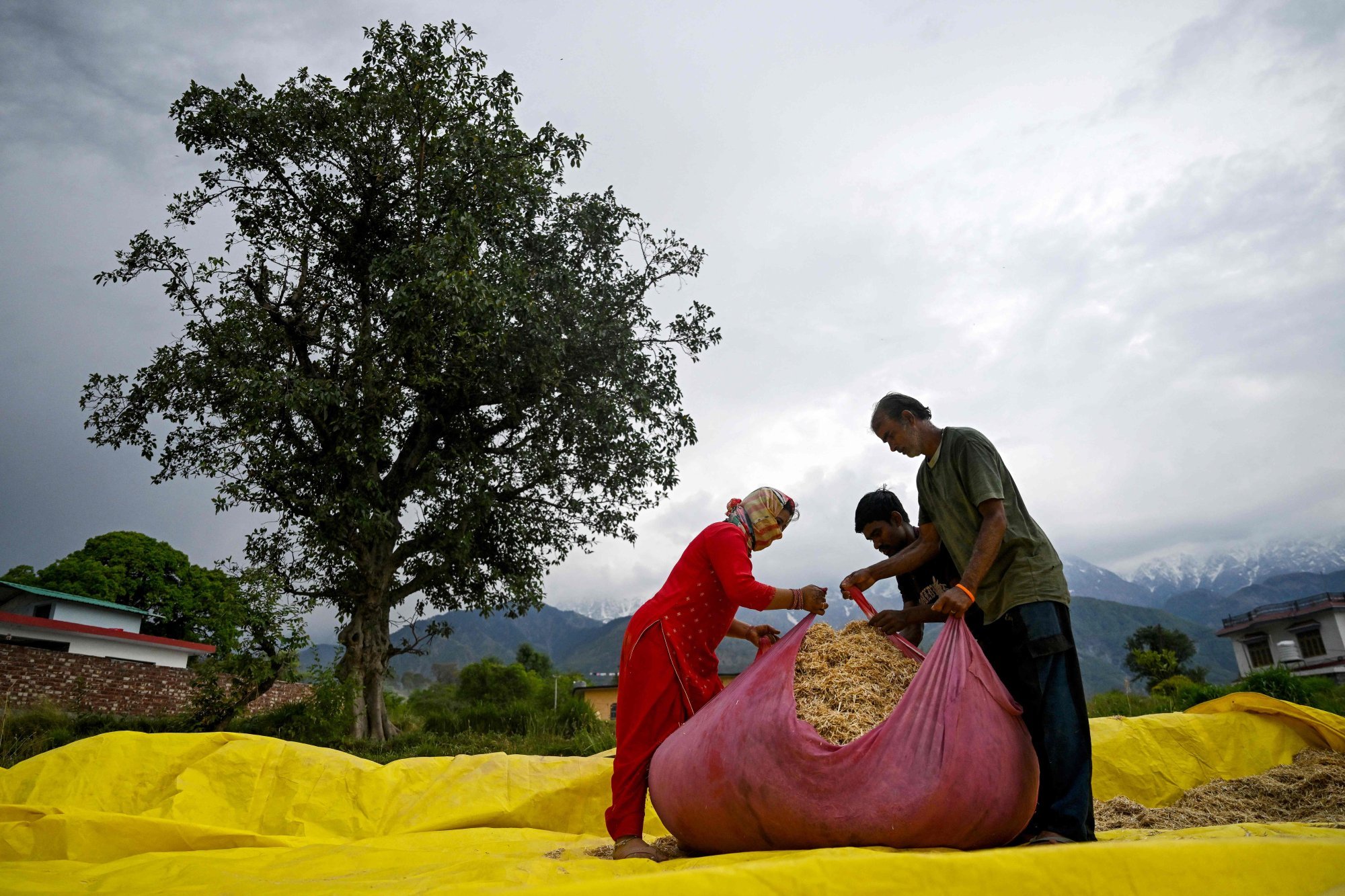 Workers tie hay dust in a bale after harvesting a paddy field in Dharamsala on May 4. Indian farmers have been heavily protected since the country began focusing on boosting its food security. Photo: AFP Workers tie hay dust in a bale after harvesting a paddy field in Dharamsala on May 4. Indian farmers have been heavily protected since the country began focusing on boosting its food security. Photo: AFP