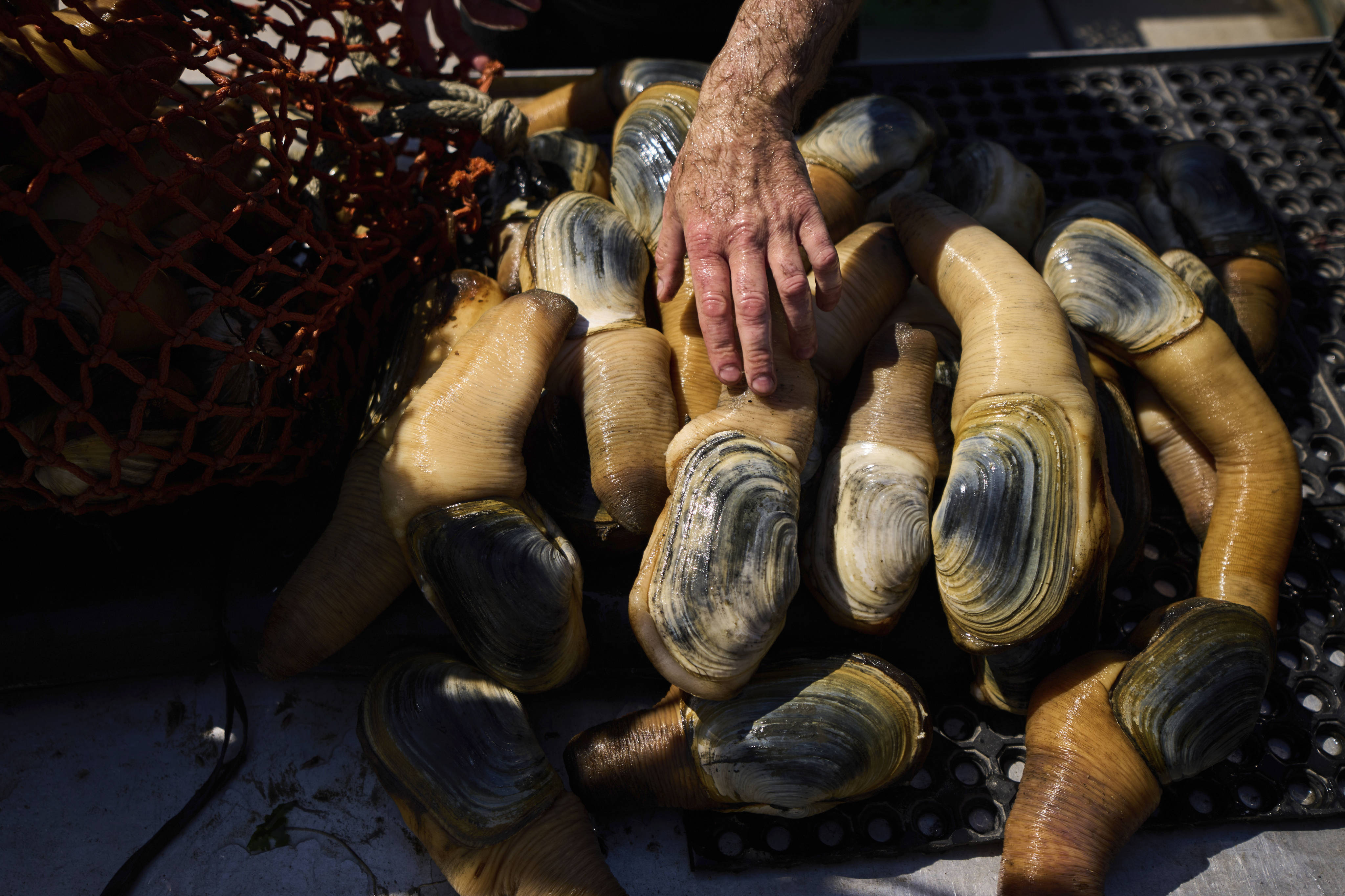 Geoducks harvested in Washington state in the US. Photo: AP