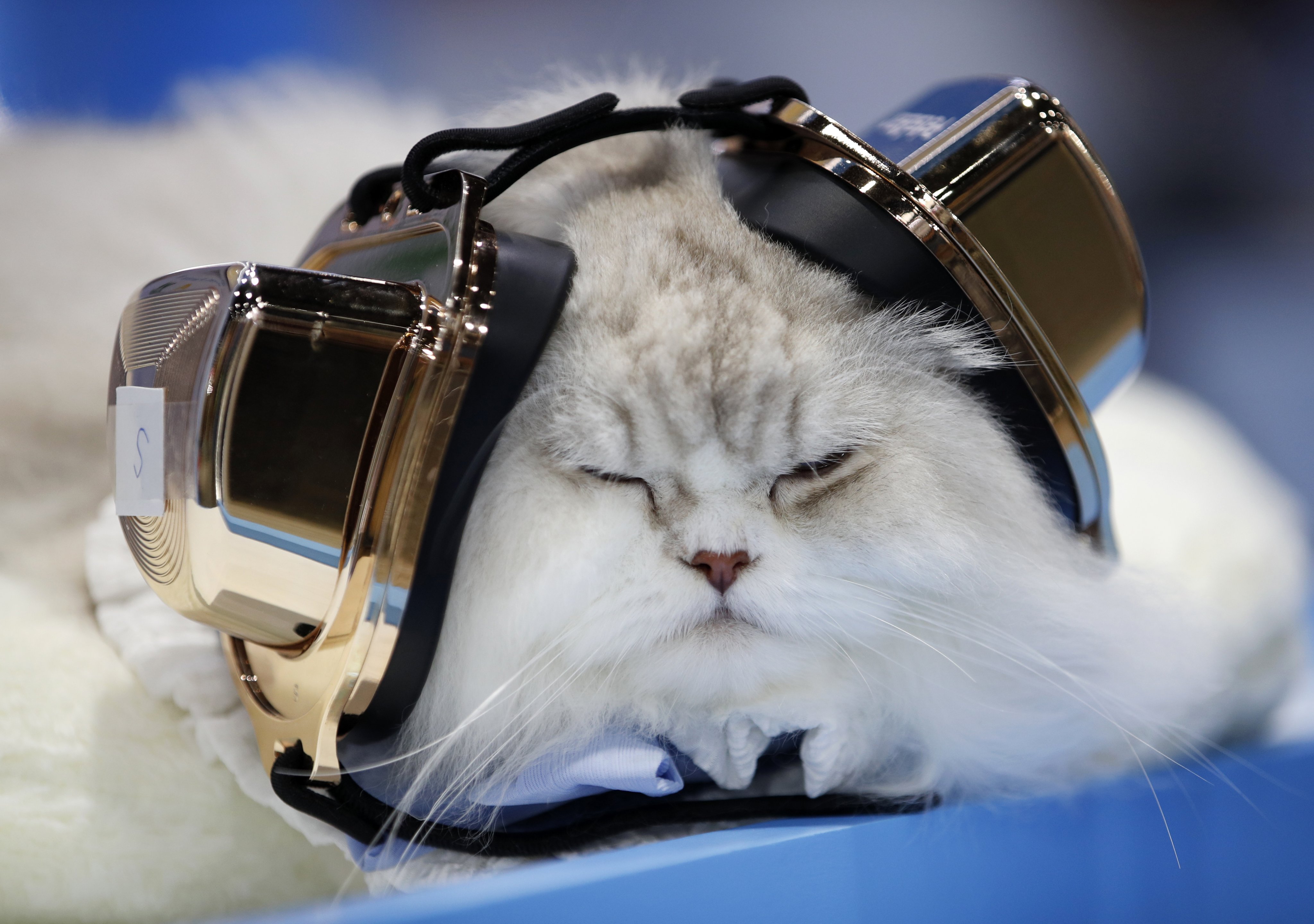A cat wears an earmuff product used to protect pets from loud noise during the Pet Expo Thailand 2025. Photo: EPA-EFE