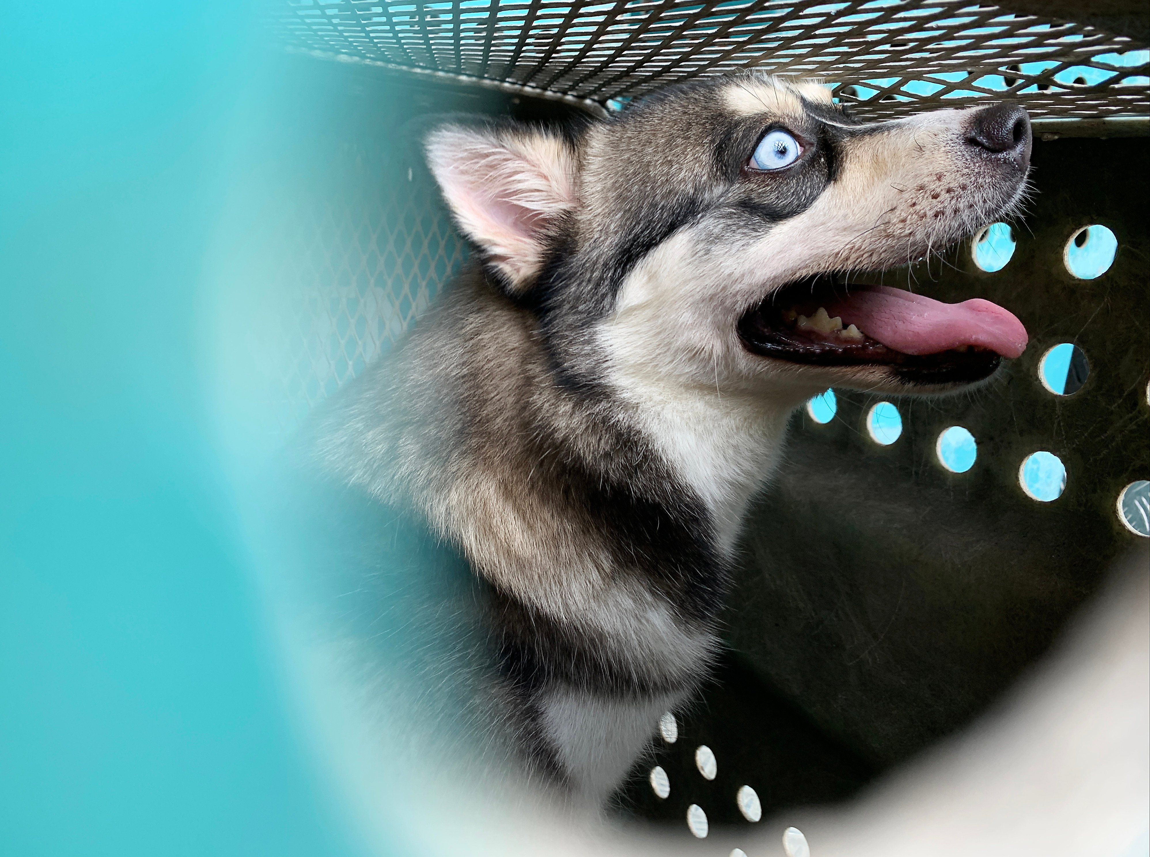 The new 30-day quarantine for bringing pets from the mainland to Hong Kong will start next month. Photo: Dickson Lee