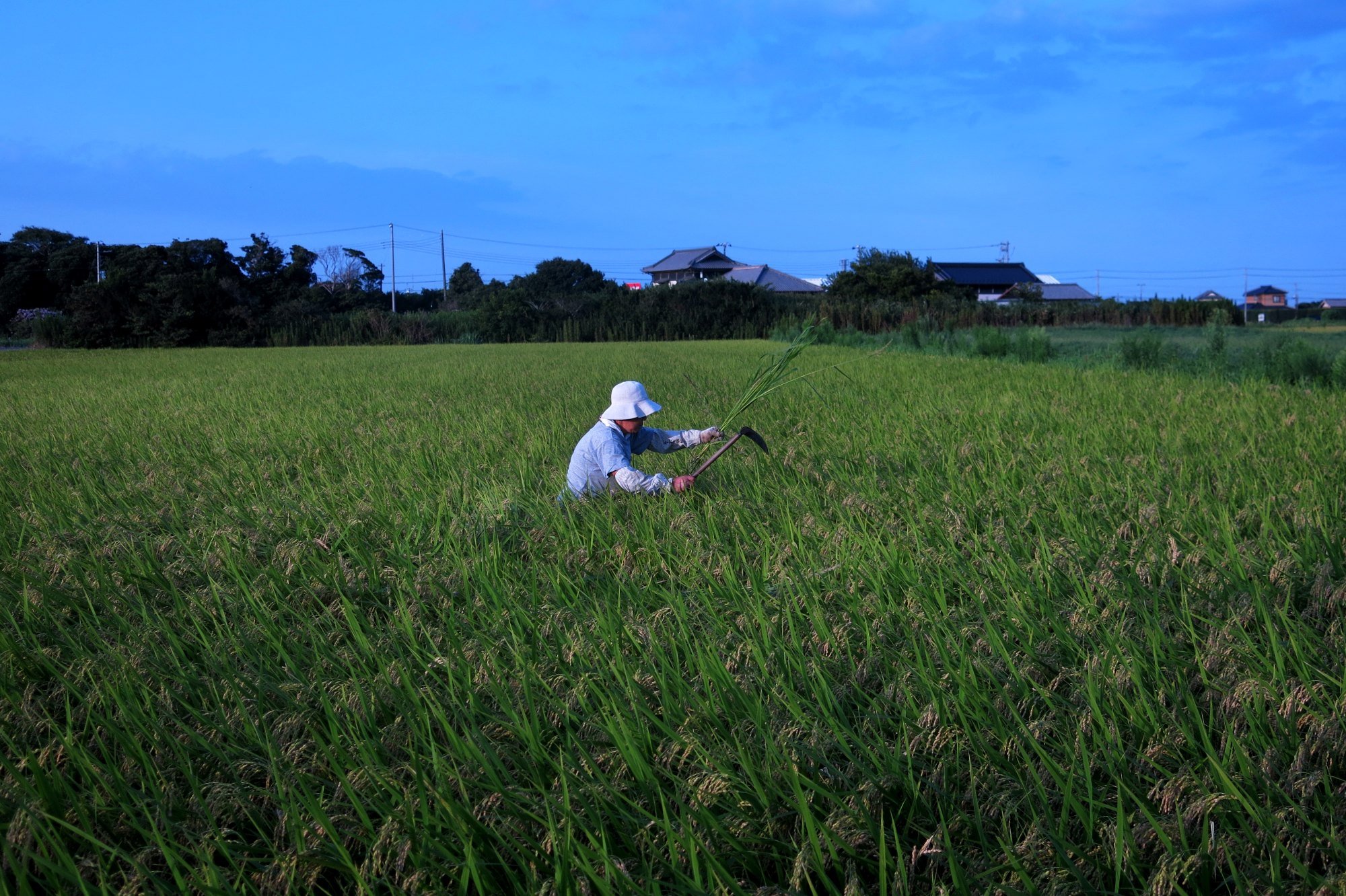A Japanese rice farmer in Chiba. Japan’s agricultural politics still plays a key role in determining rice supply. Photo: AFP A Japanese rice farmer in Chiba. Japan’s agricultural politics still plays a key role in determining rice supply. Photo: AFP