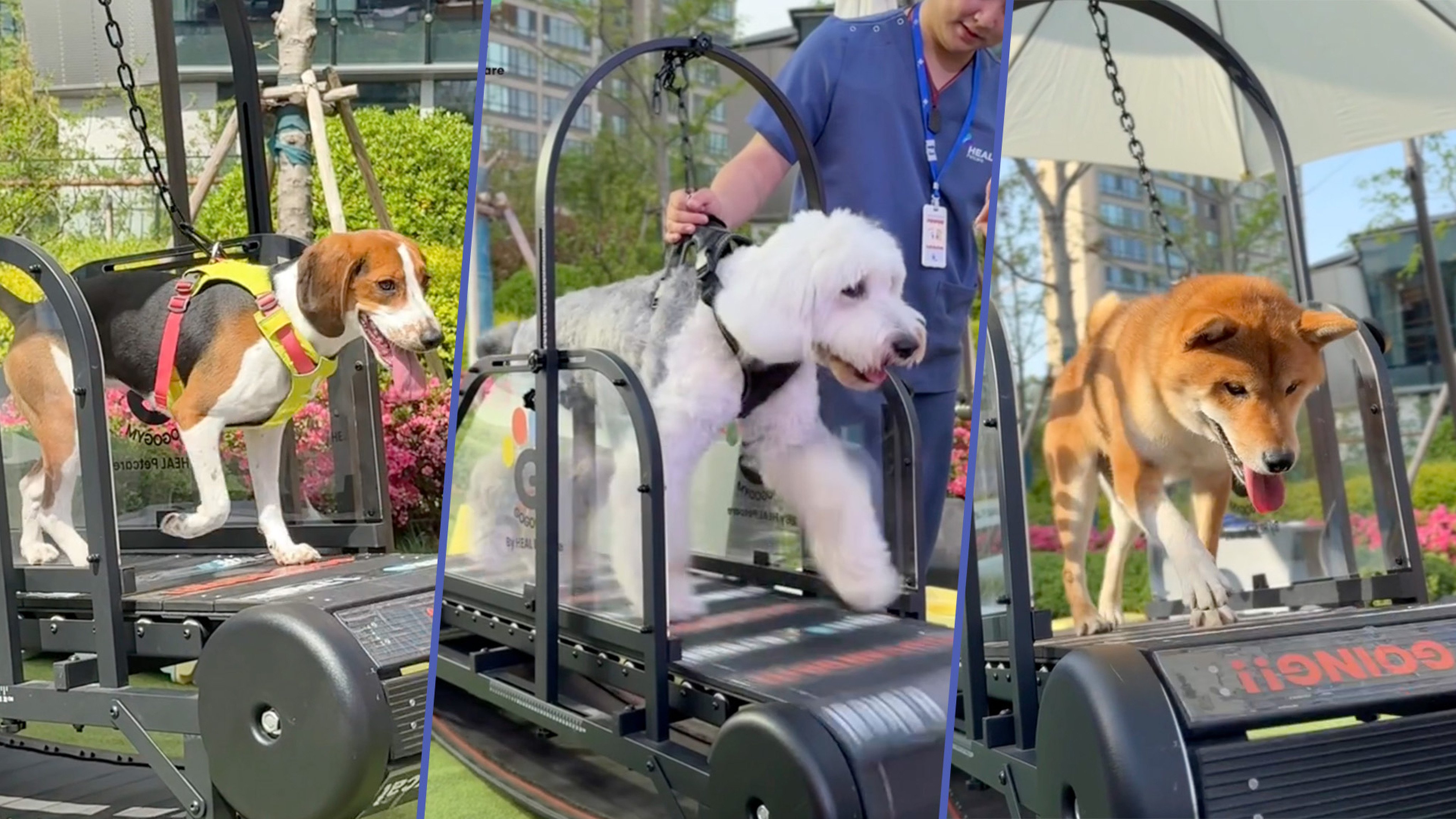 China’s first pet gym is set to offer unique facilities and training programmes to promote animal wellness. Photo: SCMP composite/RedNote