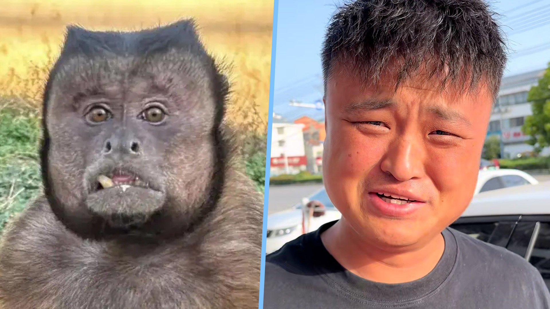 A Chinese sound mimicry influencer, who closely resembles a square-faced monkey, plans to “talk” to the animal, generating immense interest among his online fans. Photo: SCMP composite/Baidu/Douyin