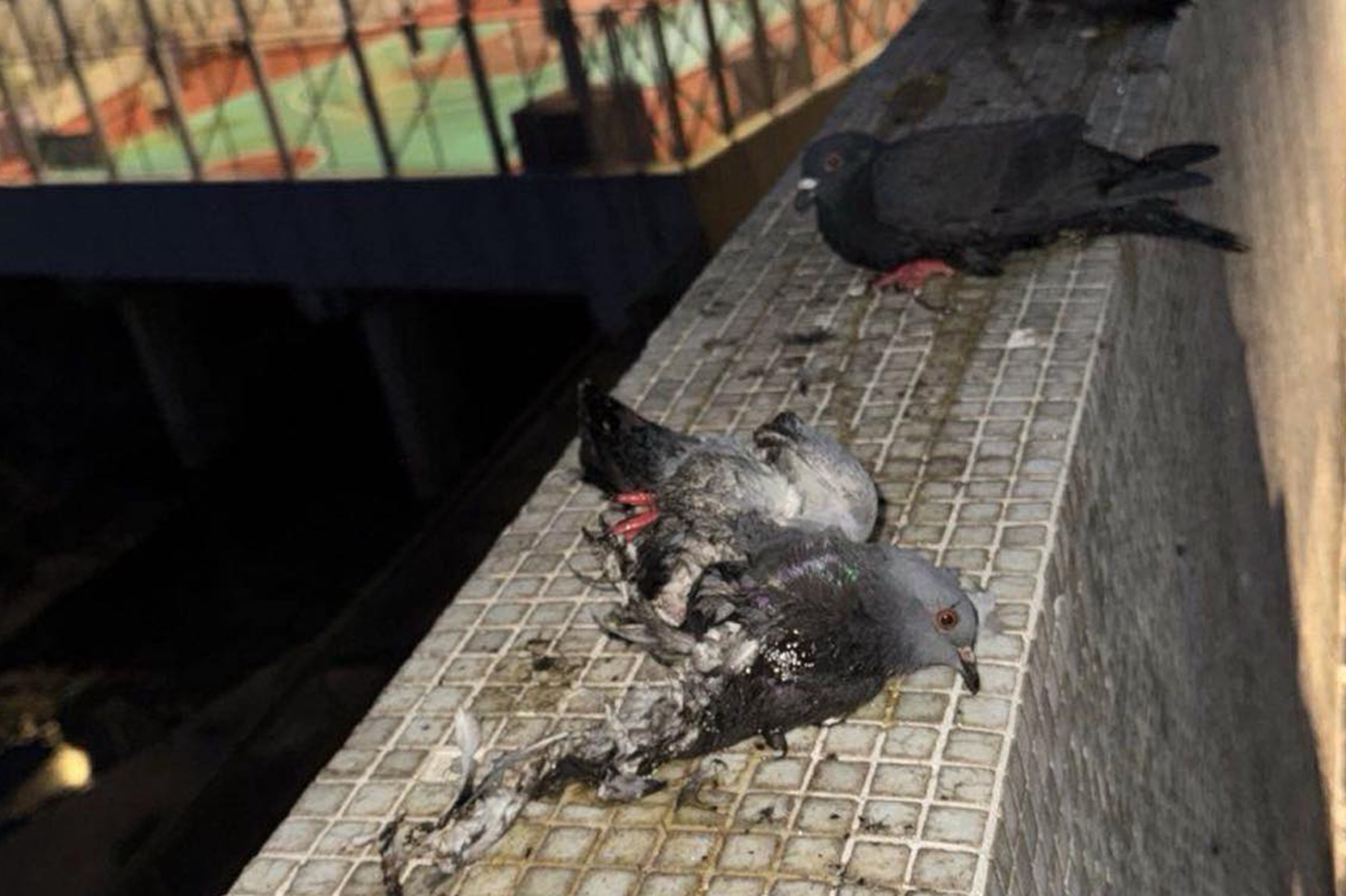 Four pigeons have been found glued to the top of a wall in Tsuen Wan, with police investigating a case of suspected animal abuse. Photo: HK Animal Post