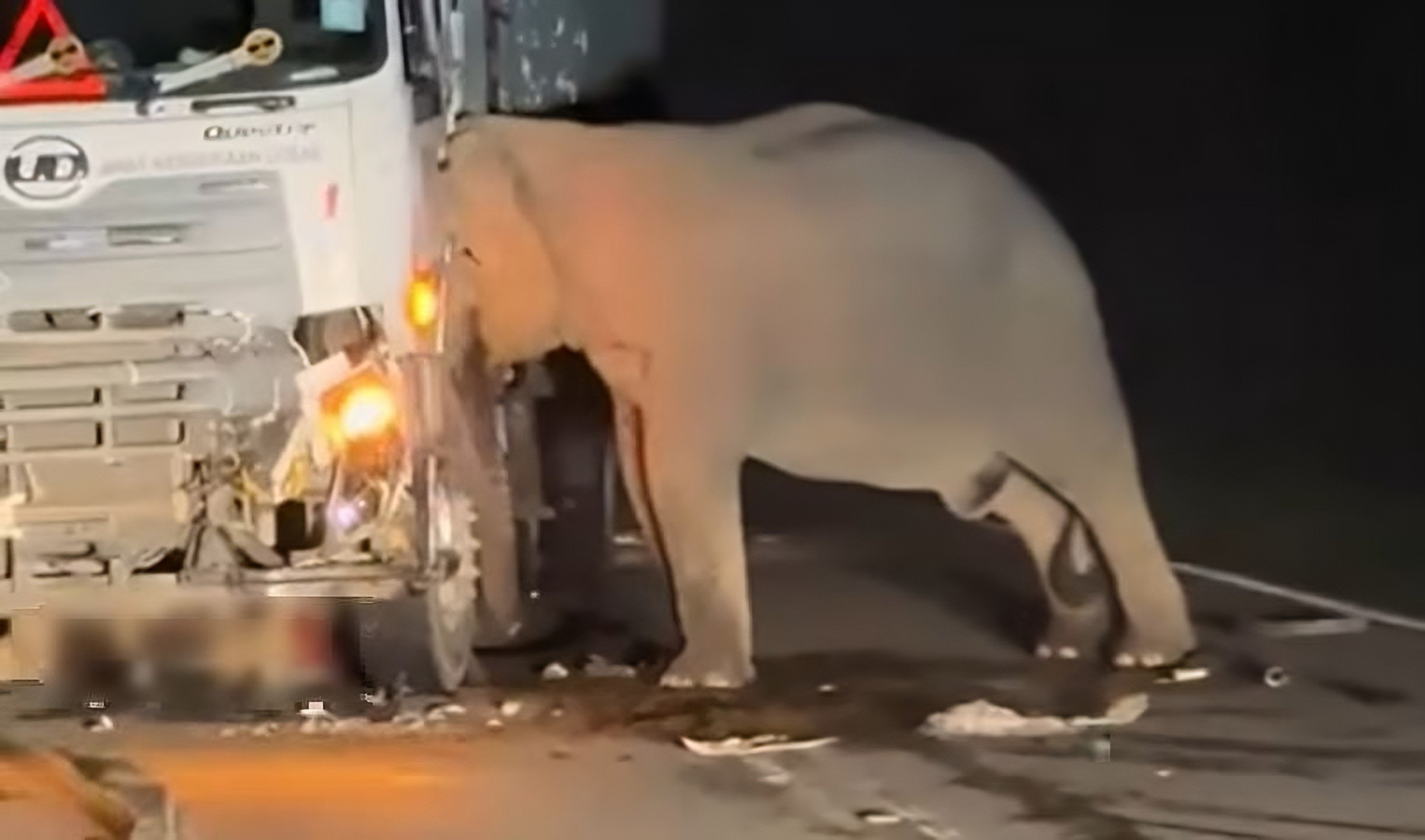 A still from a video circulated on social media showing a mother elephant trying to free her calf after it was hit by a lorry on Malaysia’s East-West Highway on Sunday. Photo: Facebook