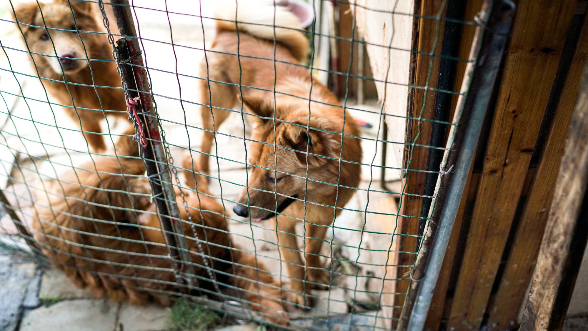 The woman has adopted dogs from multiple animal shelters and then posted videos of herself cooking them. Photo: Shutterstock The woman has adopted dogs from multiple animal shelters and then posted videos of herself cooking them. Photo: Shutterstock
