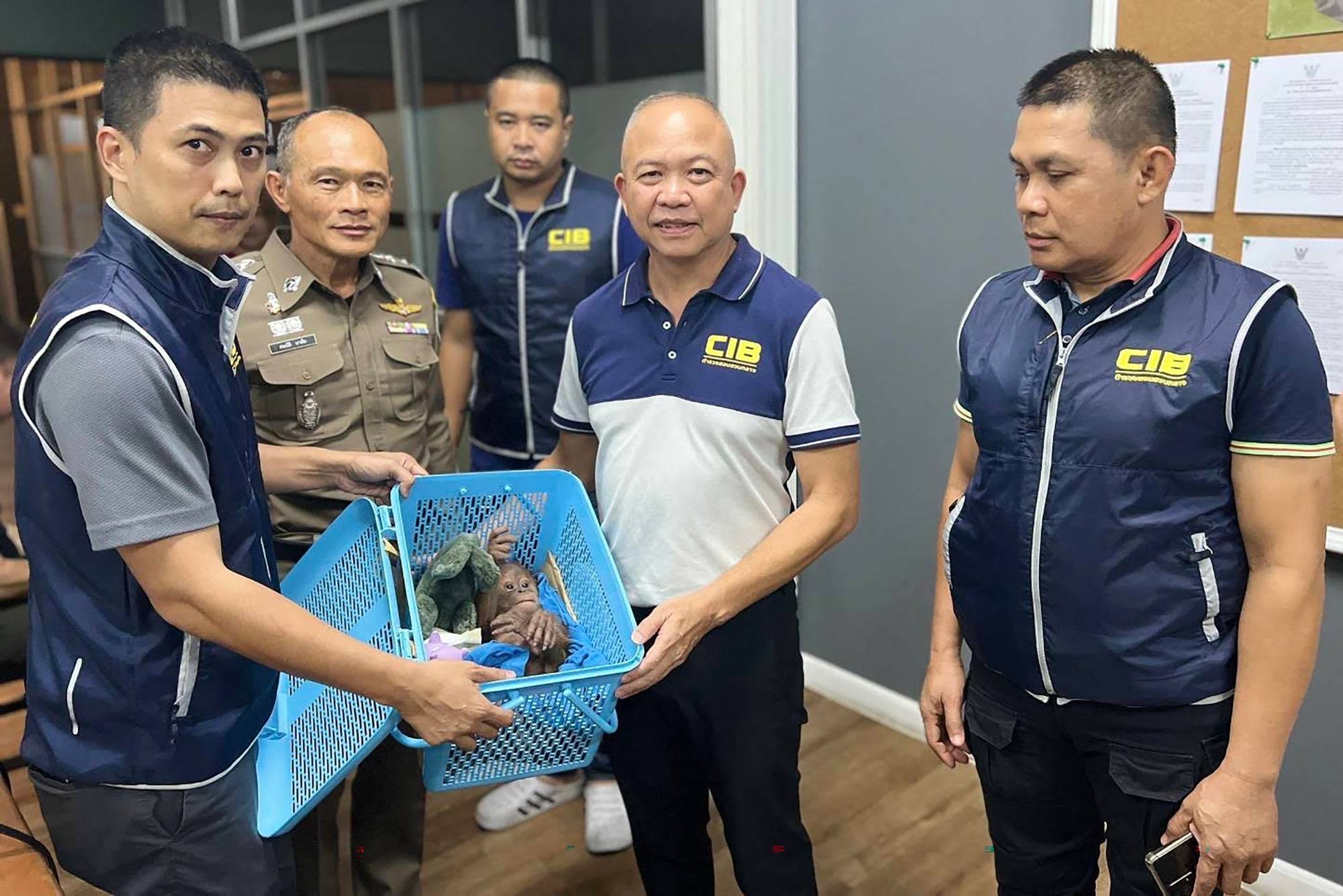 Thai authorities with a rescued orangutan baby in a plastic basket in Bangkok. Photo: AFP/Central Investigation Bureau of the Royal Thai police Thai authorities with a rescued orangutan baby in a plastic basket in Bangkok. Photo: AFP/Central Investigation Bureau of the Royal Thai police