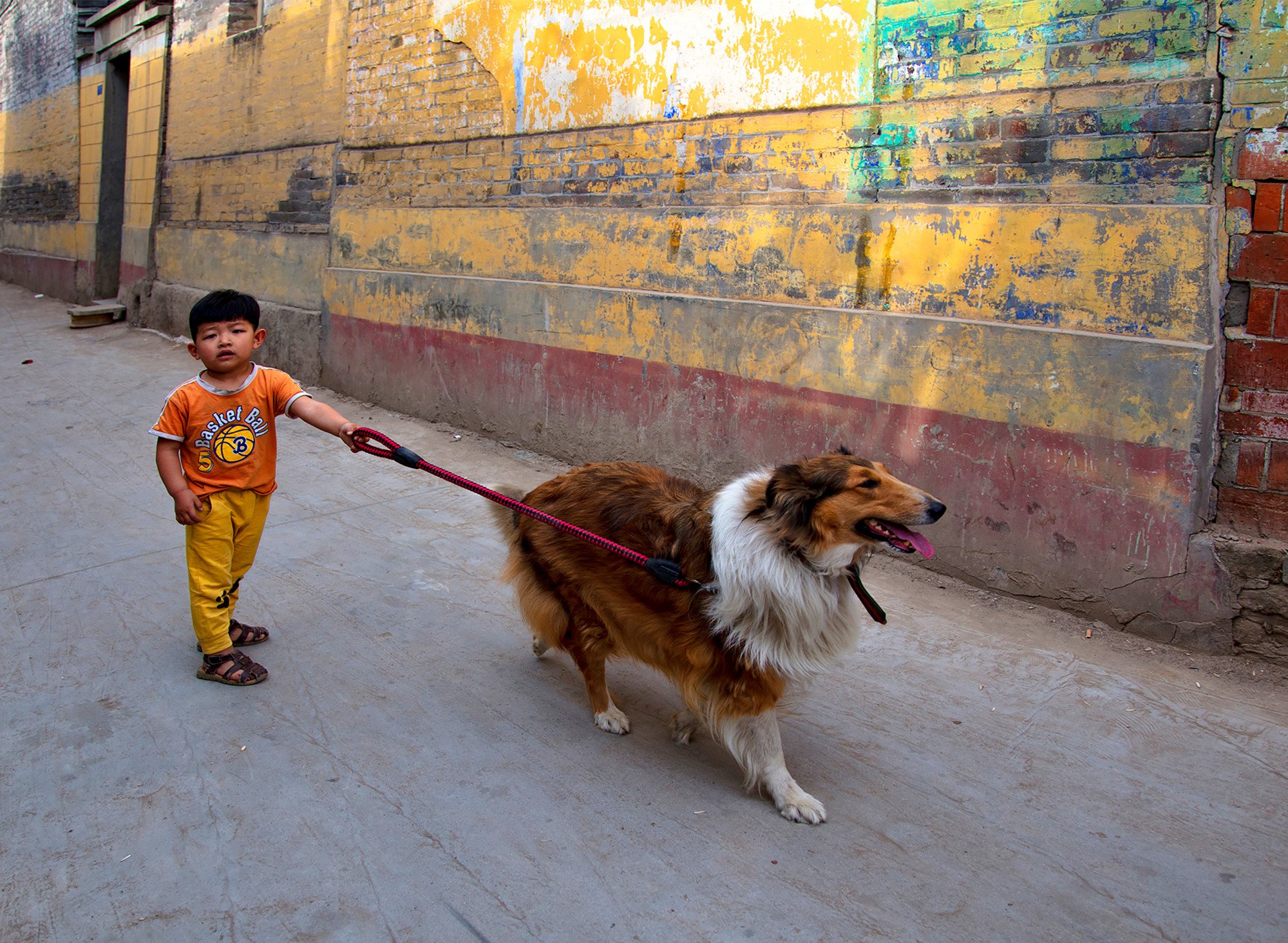 The ownership of pet dogs has risen dramatically in China over recent years, a fact that may explain the furious online reaction to the woman’s actions. Photo: Shutterstock The ownership of pet dogs has risen dramatically in China over recent years, a fact that may explain the furious online reaction to the woman’s actions. Photo: Shutterstock