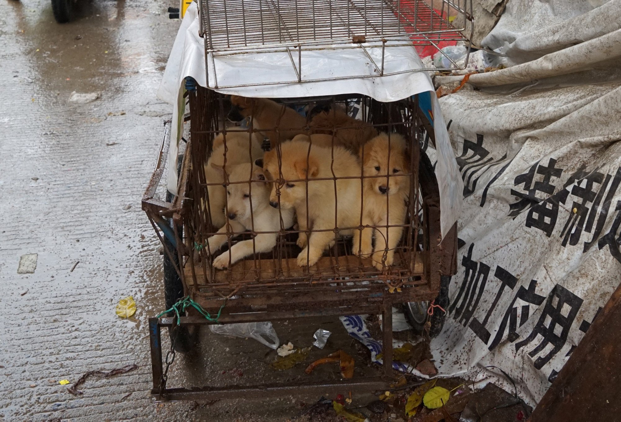 Eating dog meat is not banned in many parts of China; there is even a festival in Yulin in the country’s south to celebrate its consumption, above. Photo: AFP Eating dog meat is not banned in many parts of China; there is even a festival in Yulin in the country’s south to celebrate its consumption, above. Photo: AFP