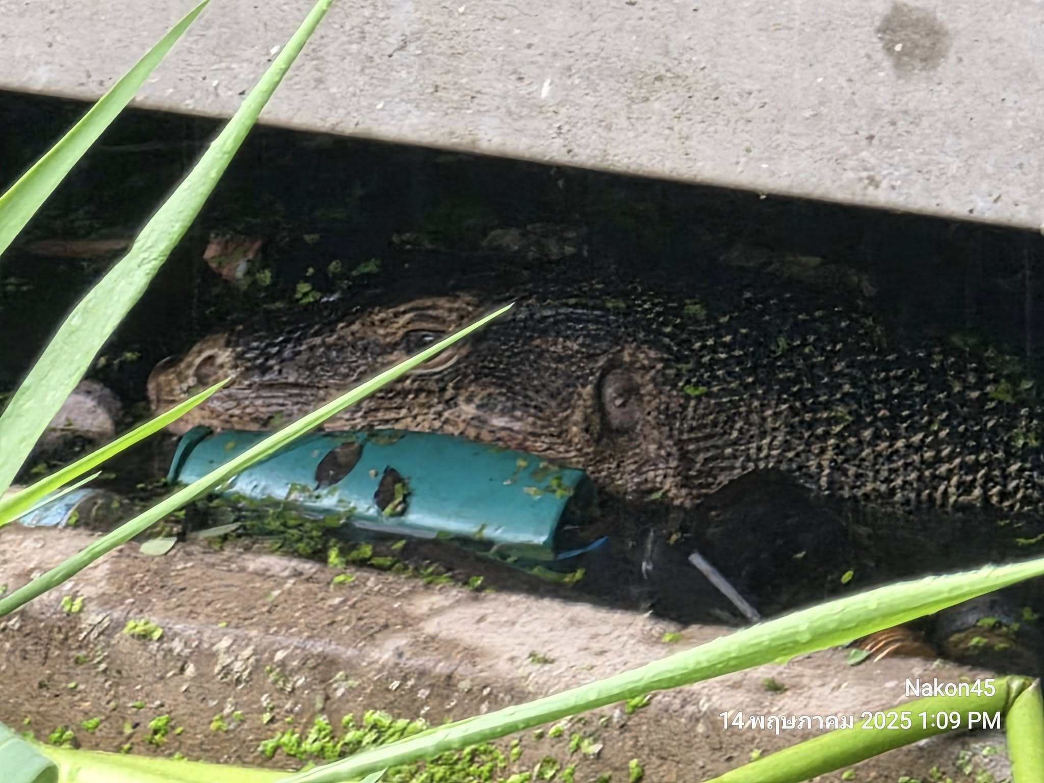 In Thailand, a monitor lizard was found with the body of a baby in its mouth. Photo: Facebook/Nakon45