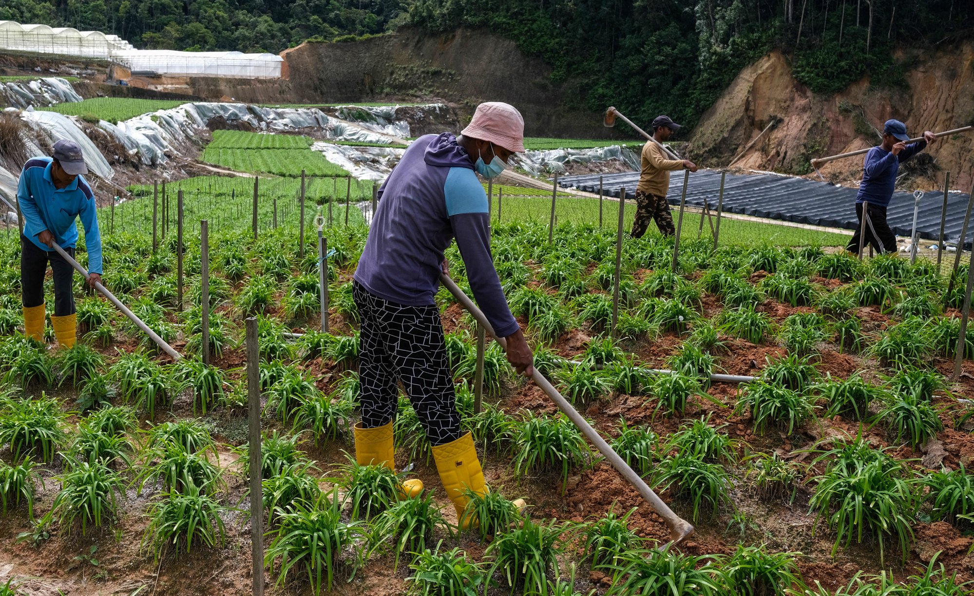 Migrant workers at a vegetable farm in Cameron Highlands in Malaysia’s Pahang state. Photo: AFP