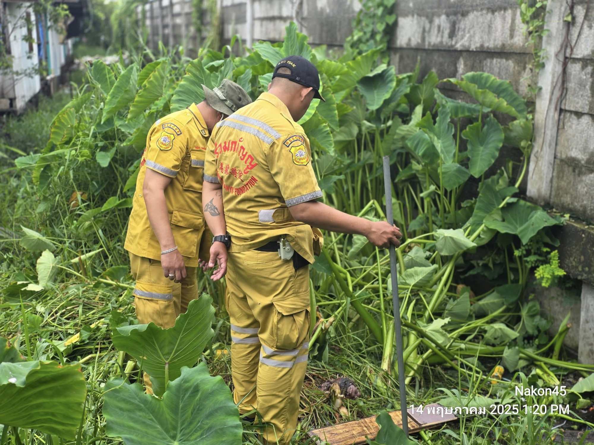 Rescuers search for monitor lizard near Bangkok. Photo: Facebook/Nakon45 Rescuers search for monitor lizard near Bangkok. Photo: Facebook/Nakon45