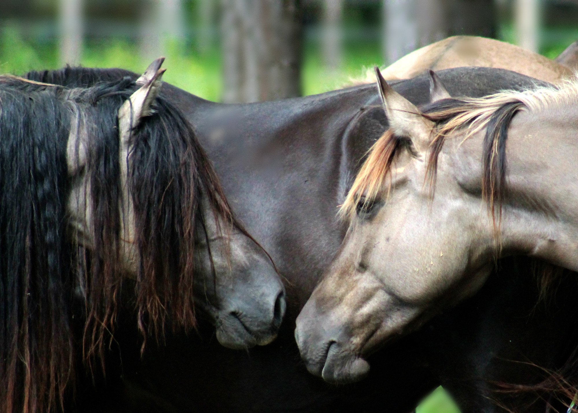 Researchers in five different countries have found that some ancient horses shared both Eurasian and North American ancestry. Photo: Sacred Way Sanctuary