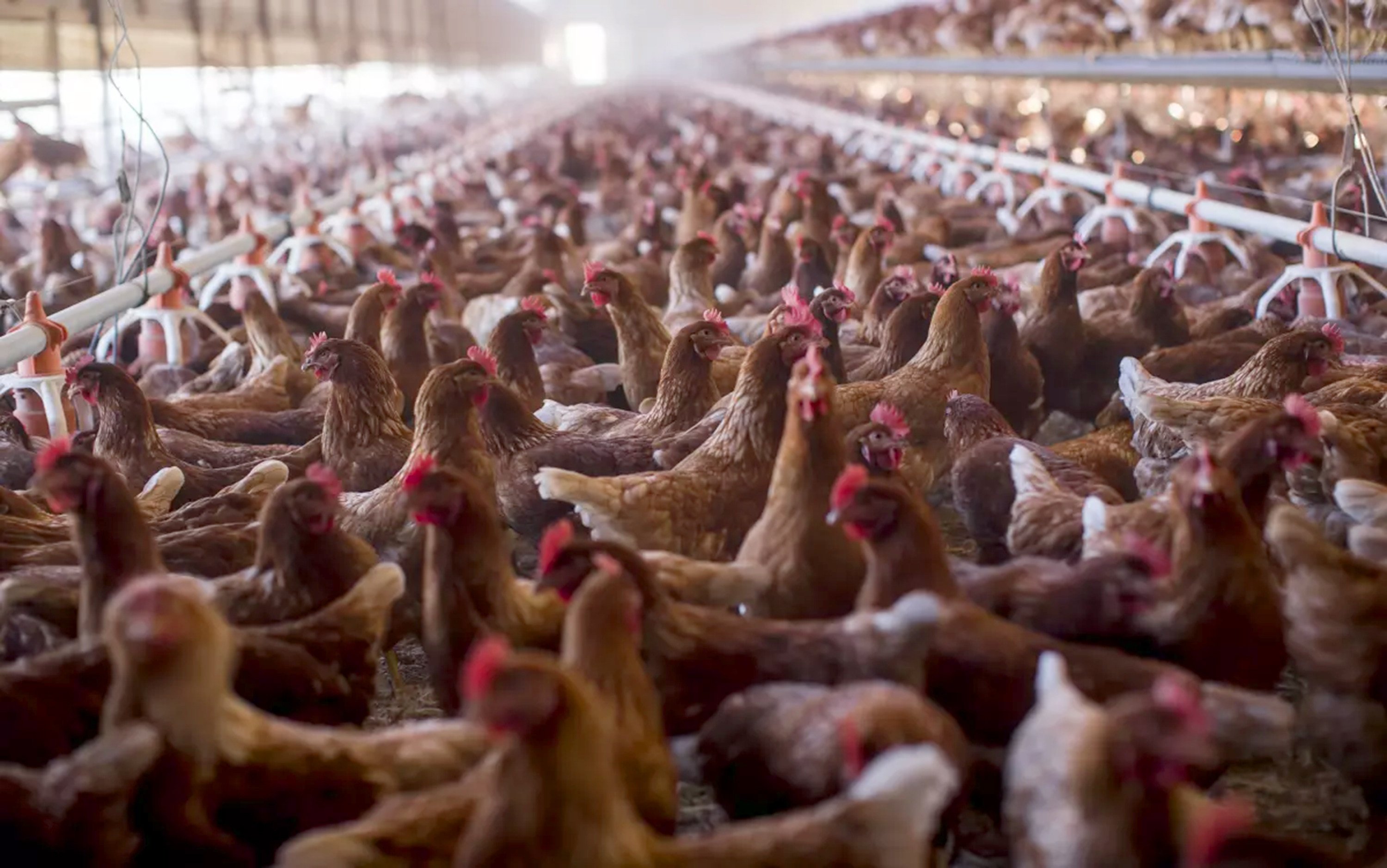 Countless chickens have been culled in recent years amid outbreaks of bird flu. File photo: TNS