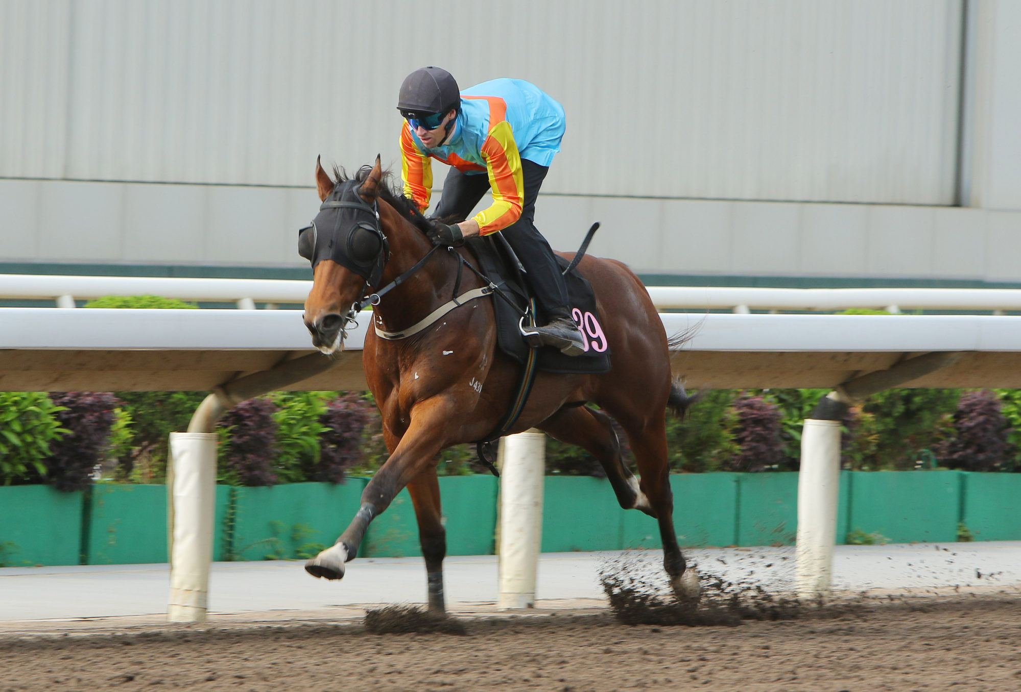 Ka Ying Resilience records a dominant trial win under James Orman.