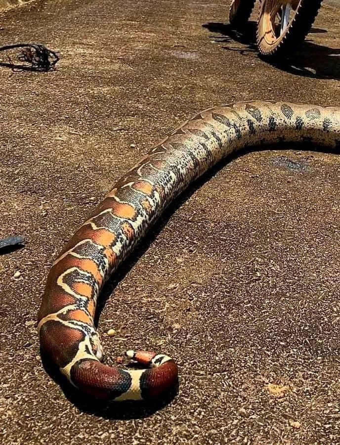 An anaconda Anita Yusof encountered in Guyana. Photo: Anita Yusof An anaconda Anita Yusof encountered in Guyana. Photo: Anita Yusof