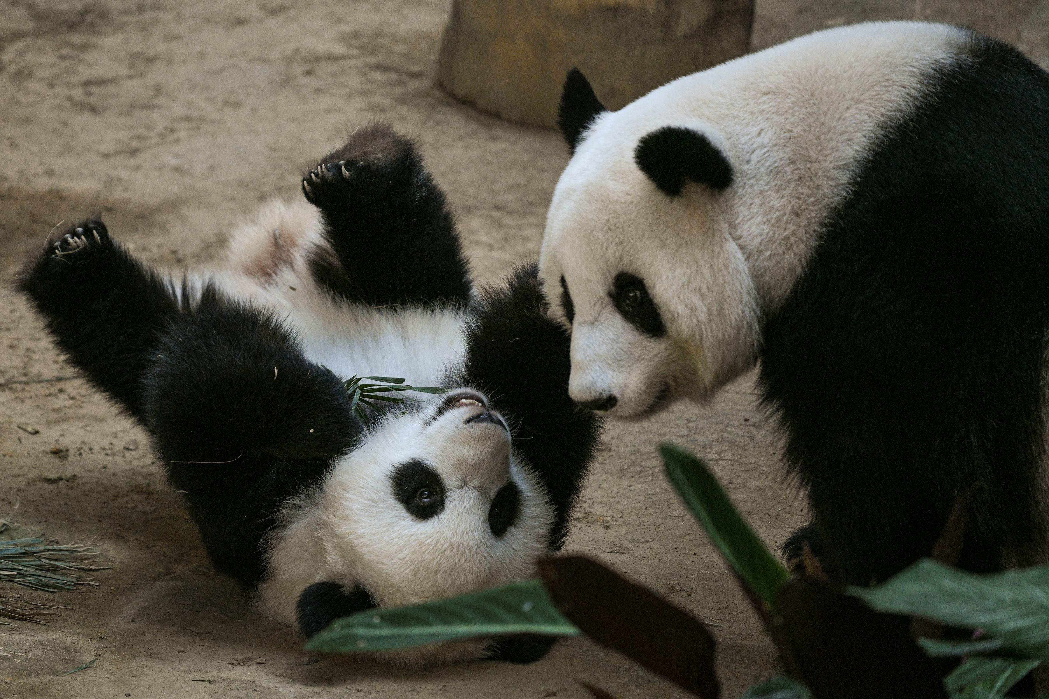 Feng Yi plays with her offspring, Yiyi, at Malaysia’s national zoo in Kuala Lumpur. Photo: AFP