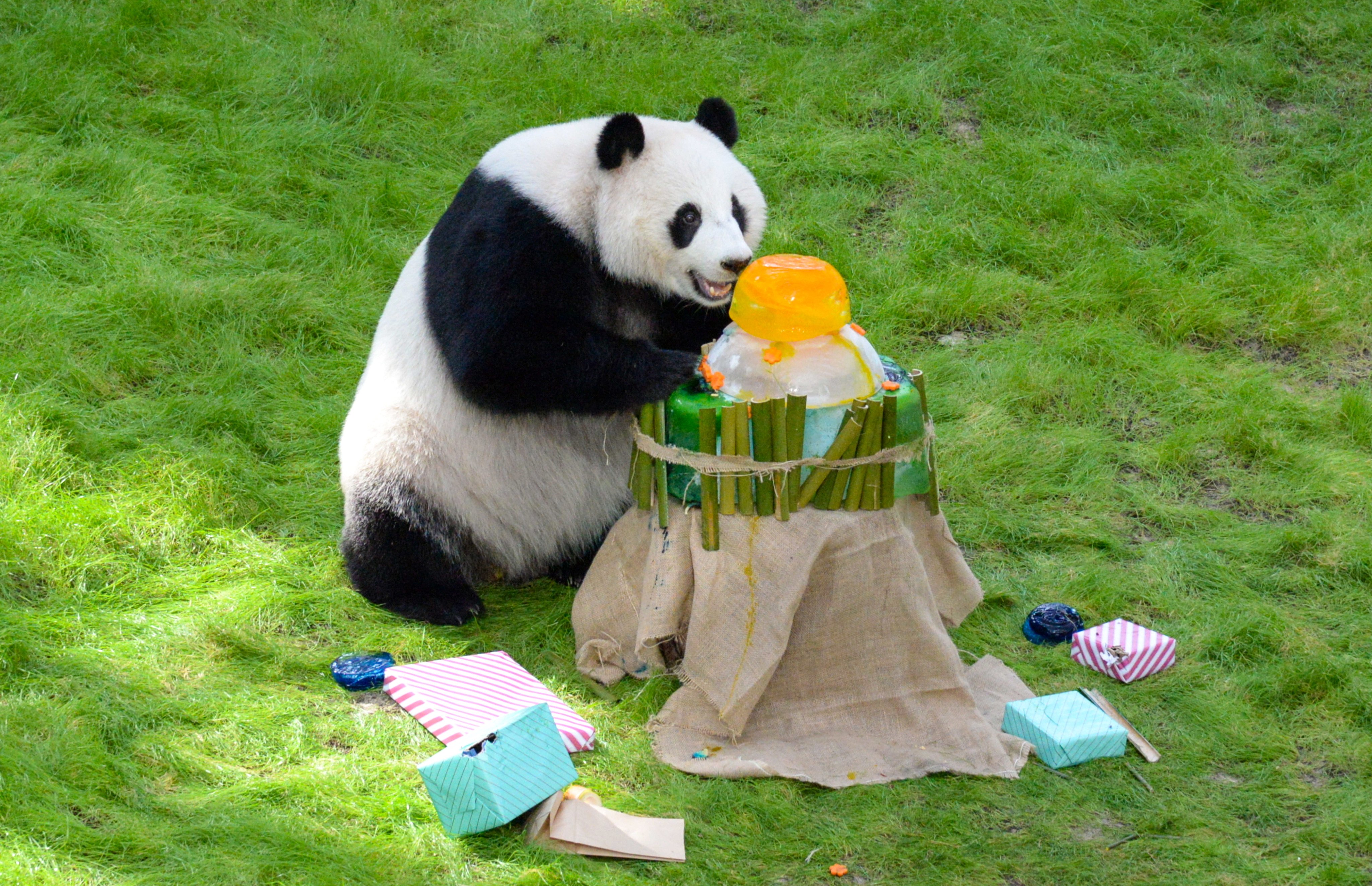 Si Hai (pictured), also known as Thuraya, is a descendant of Ocean Park’s late panda Jia Jia. Photo: Xinhua
