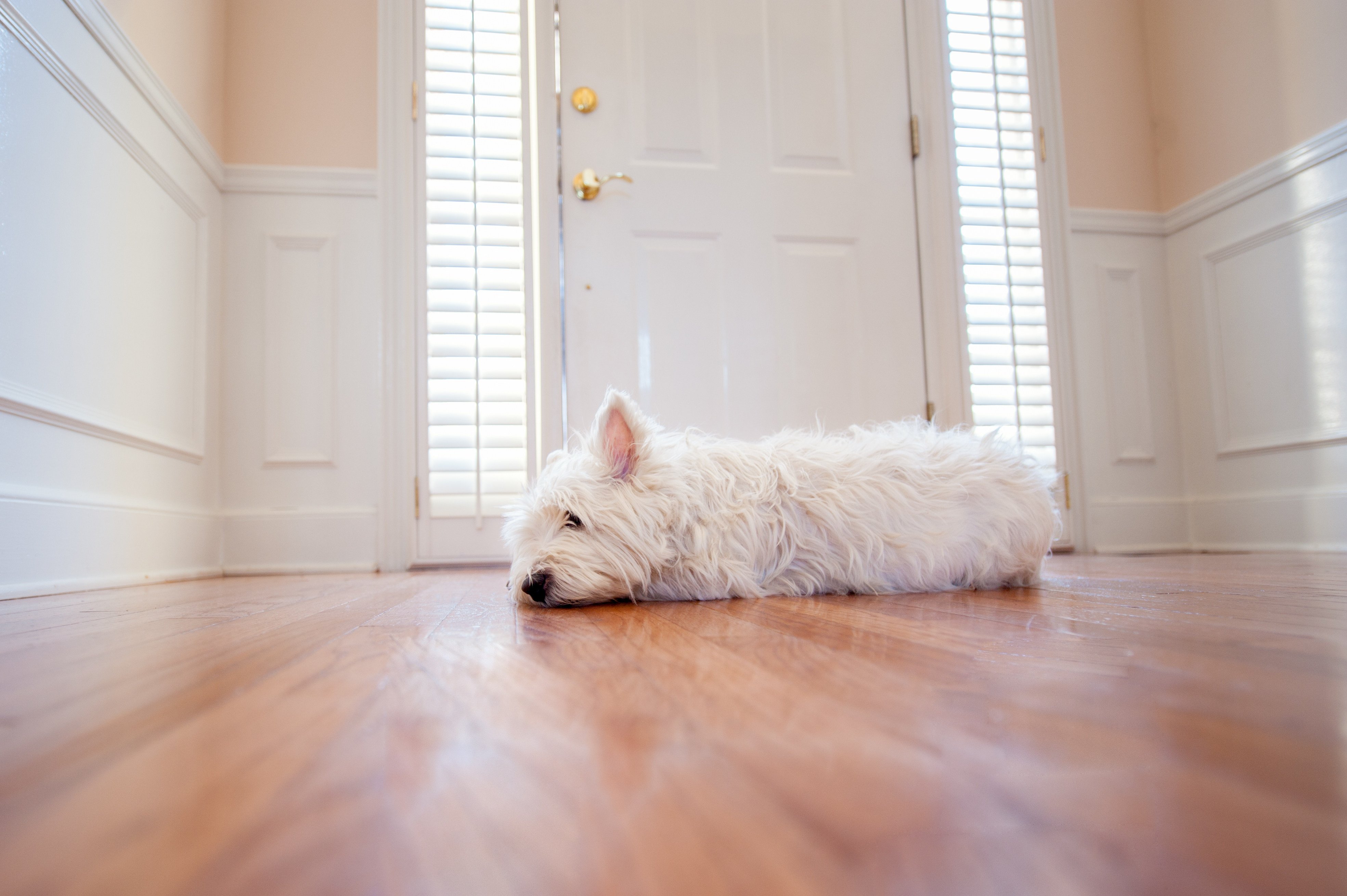 Learn how to safely leave your dog at home for short periods. Photo: Shutterstock