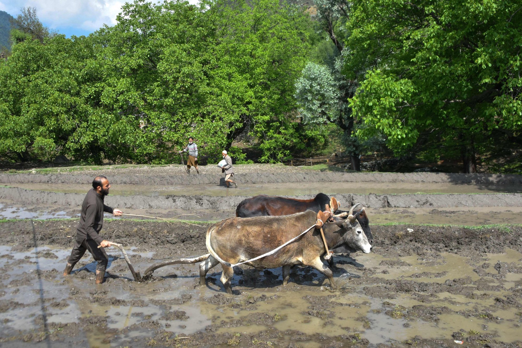 A farmer ploughs a rice field in Leepa Valley, in Pakistan-administered Kashmir. Pakistan is a major rice exporter. Photo: AFP A farmer ploughs a rice field in Leepa Valley, in Pakistan-administered Kashmir. Pakistan is a major rice exporter. Photo: AFP