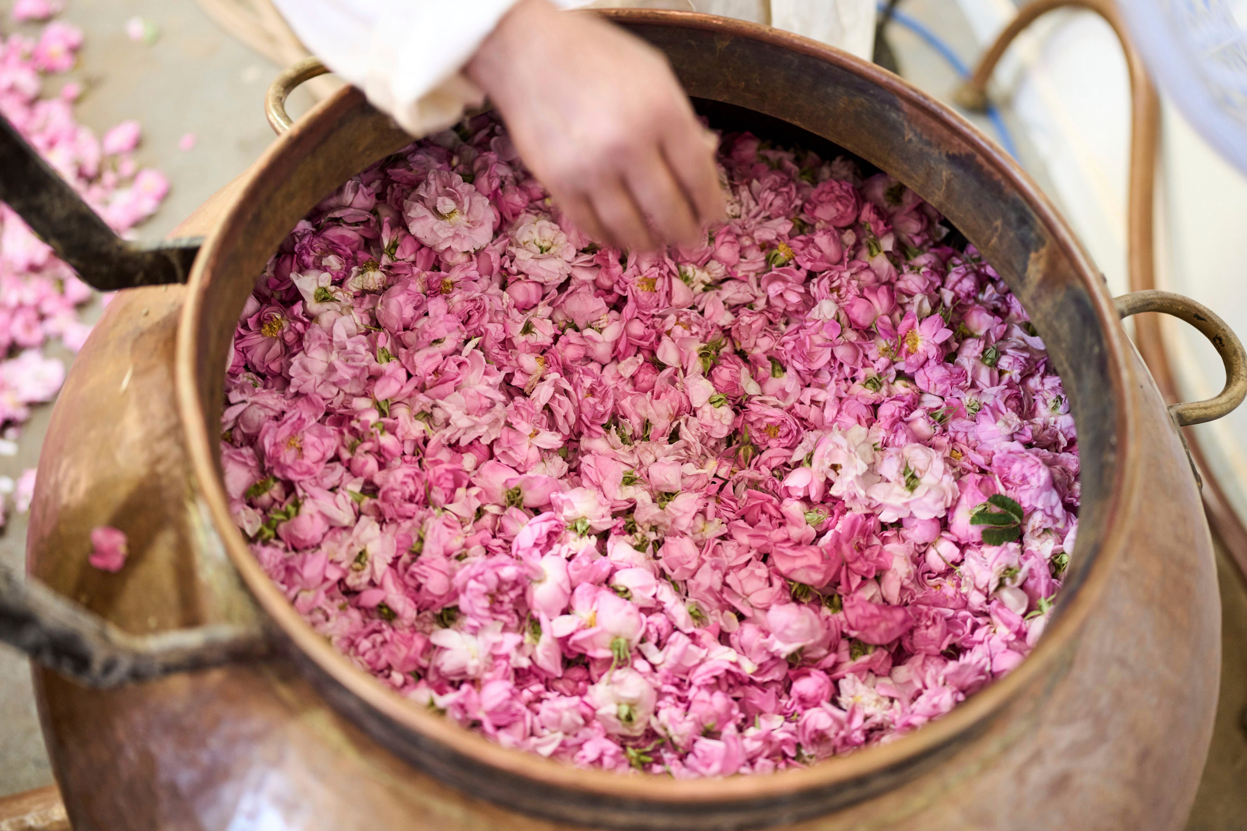 A worker places roses in a copper vessel before they are boiled. Photo: AP