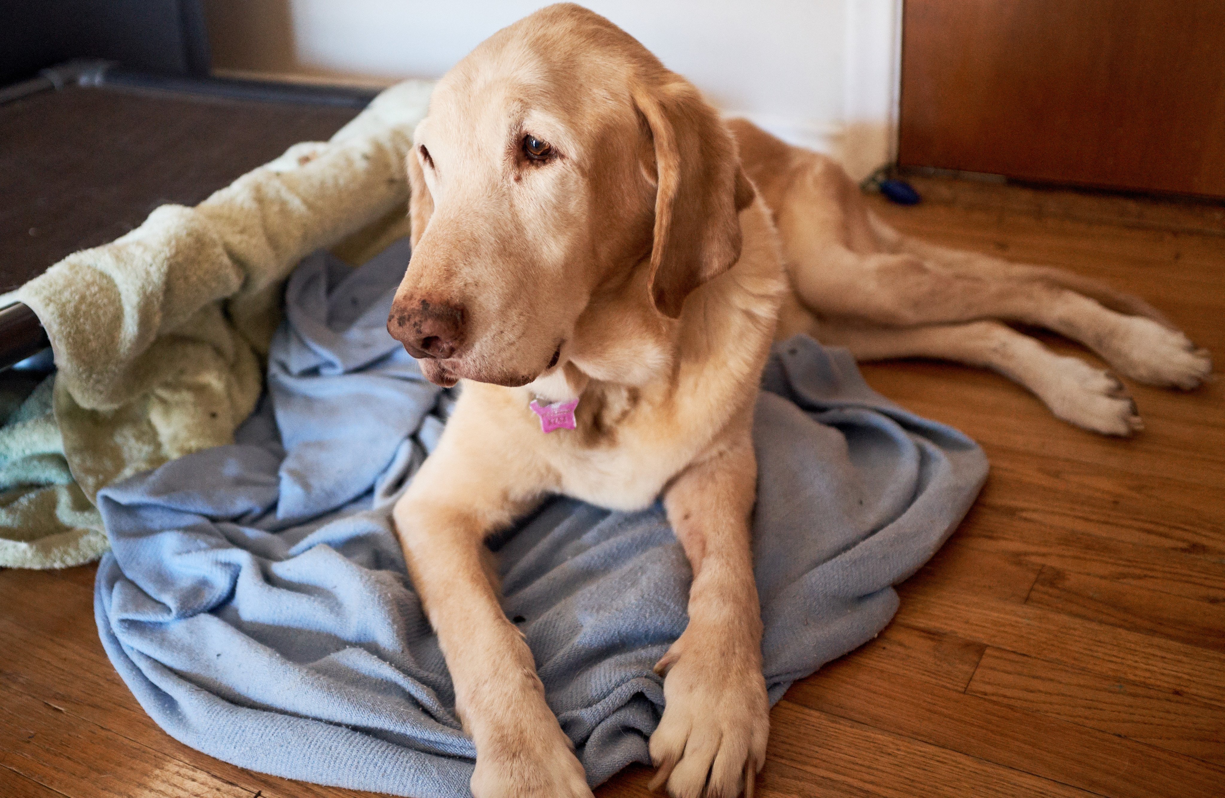 With pet cats and dogs often living to an advanced age, dementia has become more common in pets but can be hard for owners to detect. Photo: Shutterstock