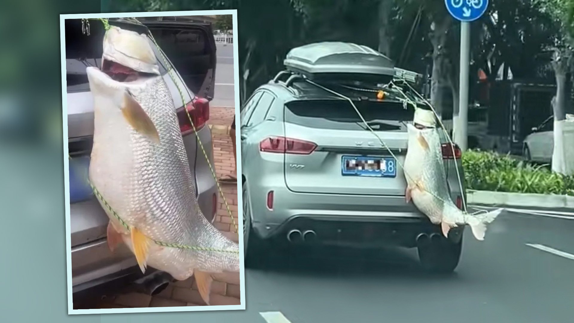 A Chinese fishing enthusiast has been slapped with a fine after he attached a huge fish he had caught from the back of his car as a trophy. Photo: SCMP composite/Douyin