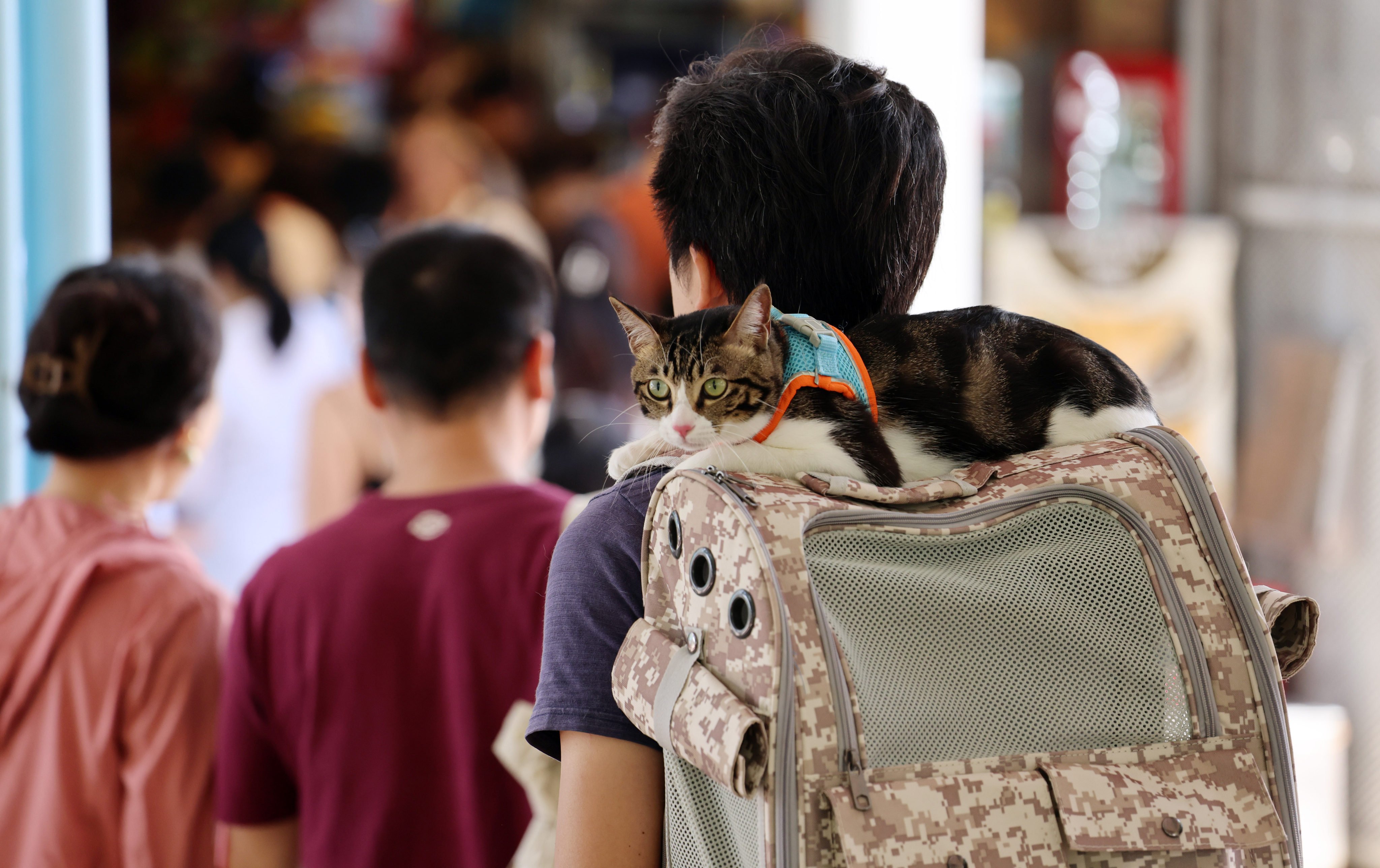 Hong Kong’s Consumer Council found that pets bought online tend to have more health problems than those purchased from physical stores. Photo: Jelly Tse