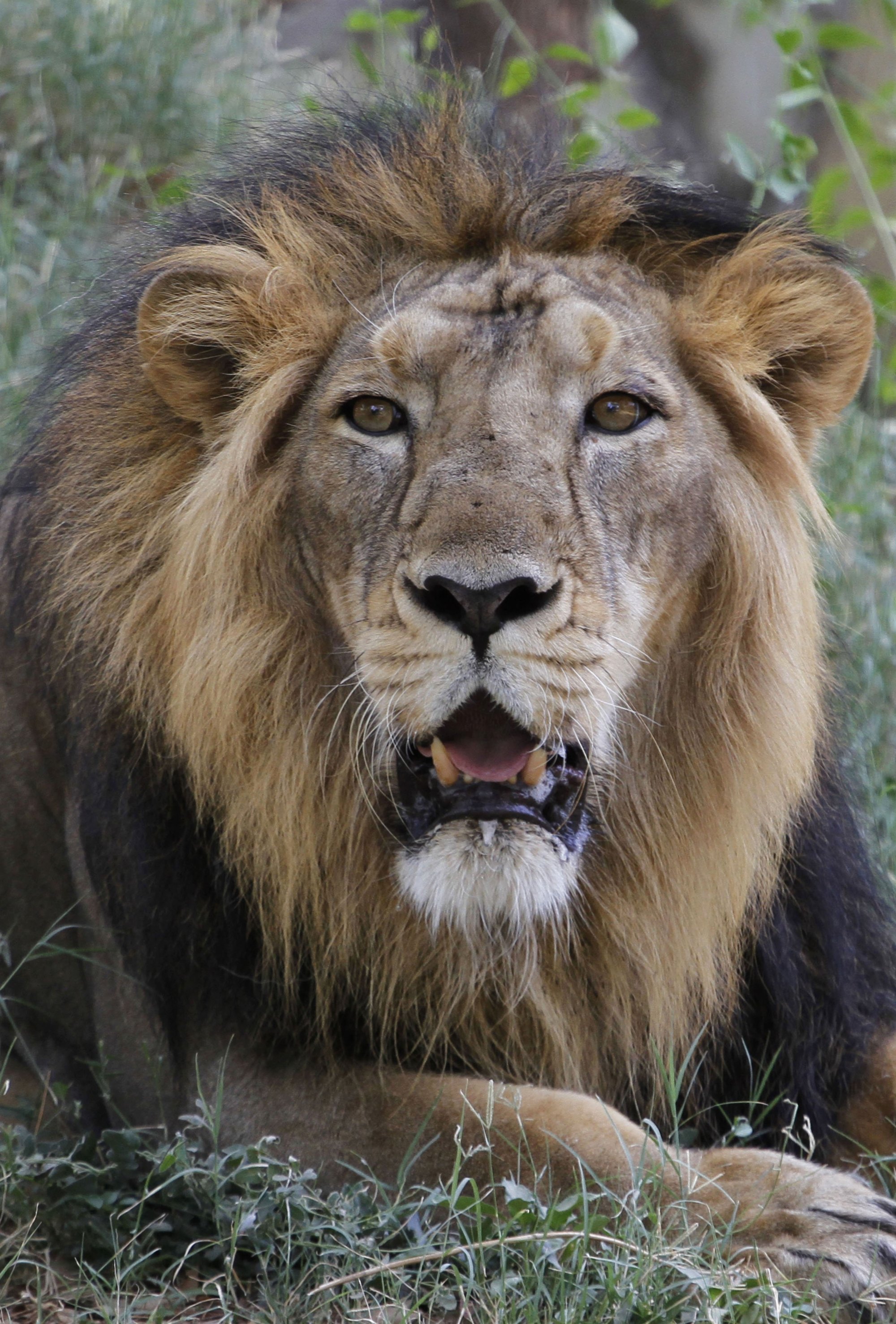 An Asiatic lion rests at its enclosure in India. Photo: AP An Asiatic lion rests at its enclosure in India. Photo: AP