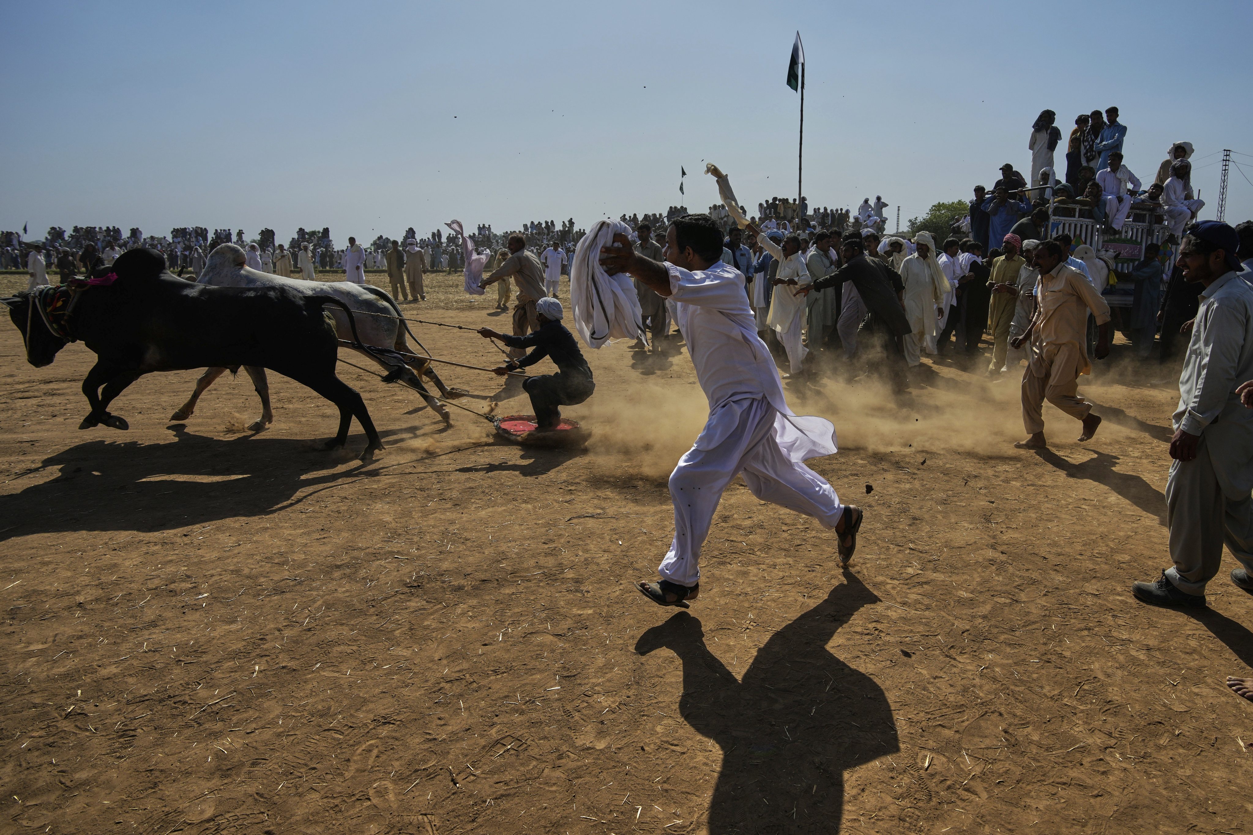 Members of a team run beside a pair of bulls during a traditional bull race competition in Malal, Pakistan. Photo: AP