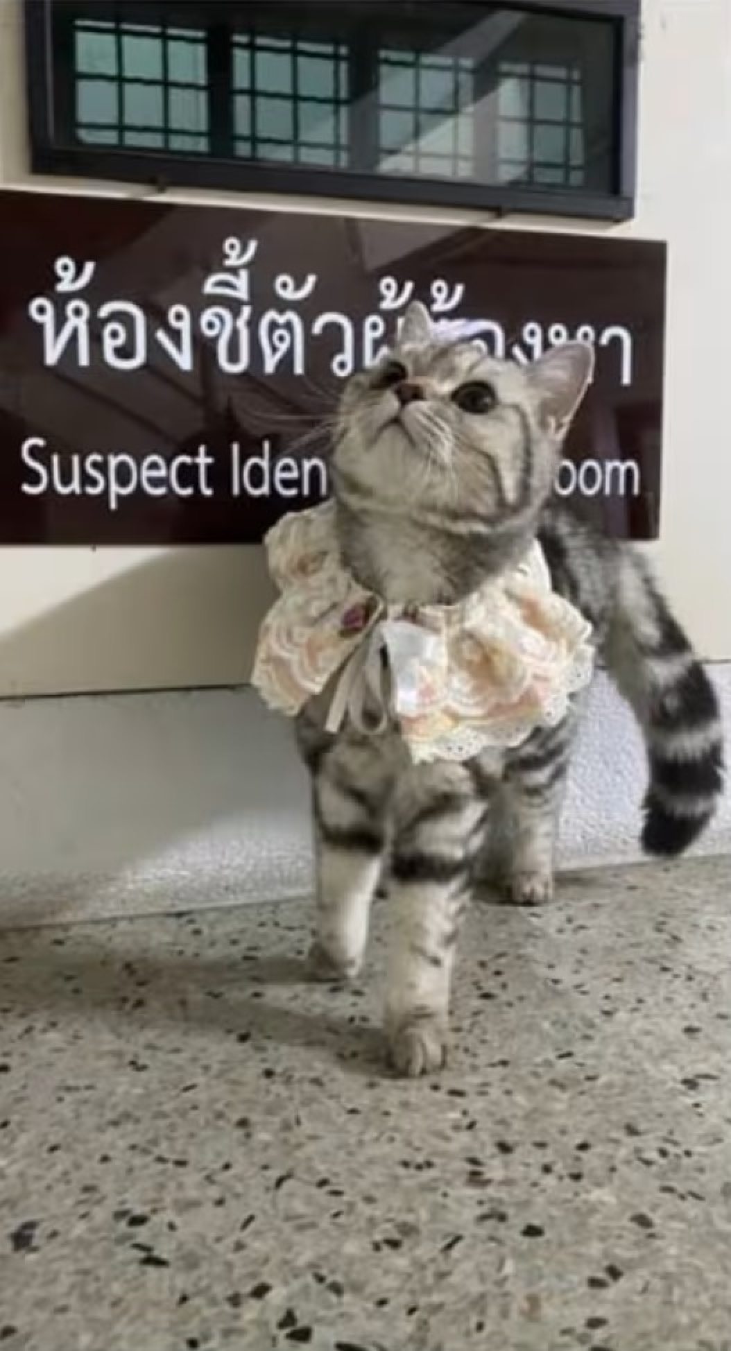 As a joyous celebration of her return, the owners adorned their beloved cat with a delicate lace collar at the police station, marking the occasion with style. Photo: Parinda Yukol Pakeesuk/Facebook As a joyous celebration of her return, the owners adorned their beloved cat with a delicate lace collar at the police station, marking the occasion with style. Photo: Parinda Yukol Pakeesuk/Facebook